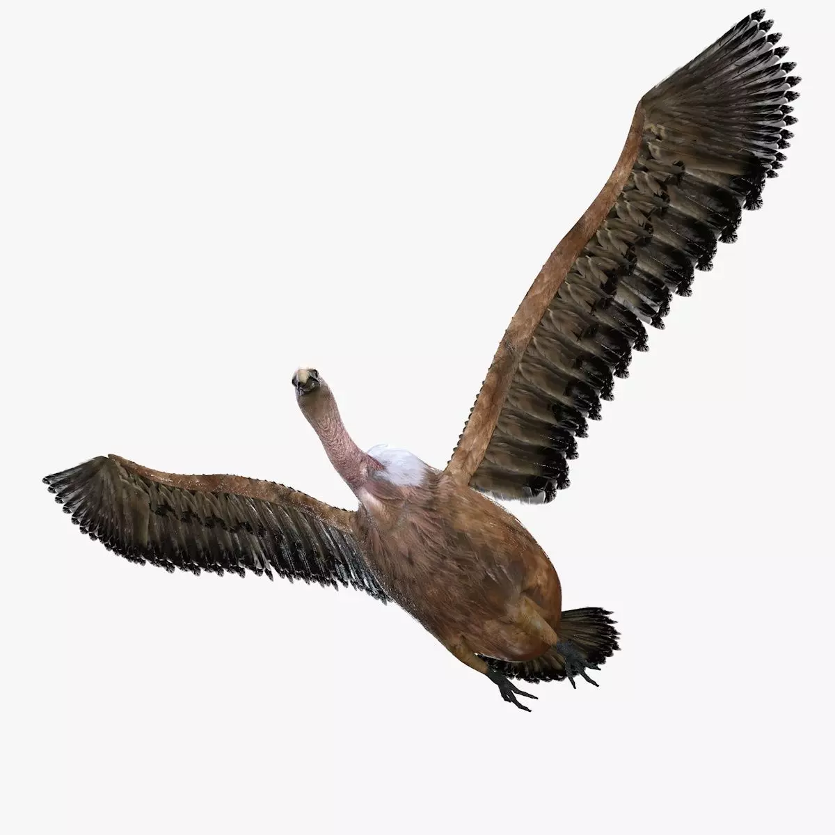 Vulture Bird rigged 3d mdoel Low-poly 3D model_2