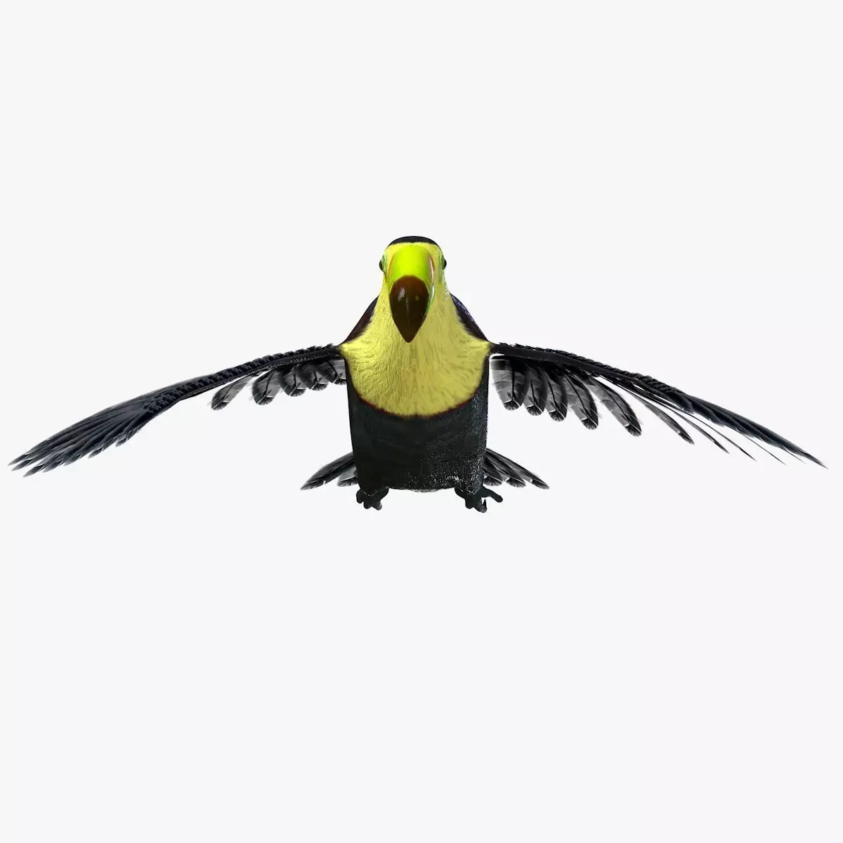 Toucan Bird rigged 3d model Low-poly 3D model_6