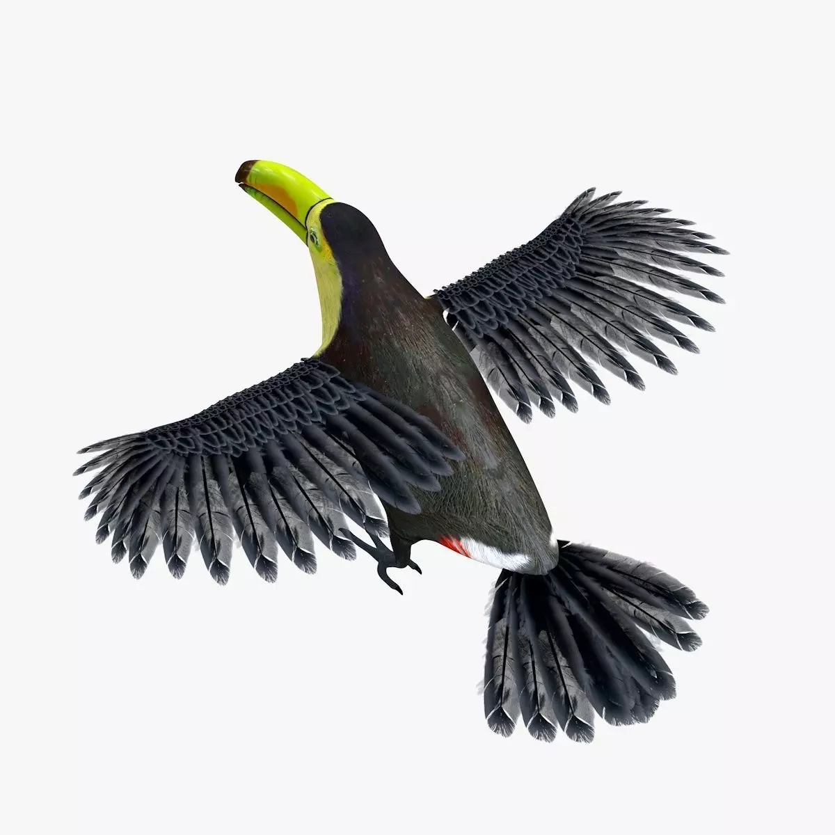 Toucan Bird rigged 3d model Low-poly 3D model_2