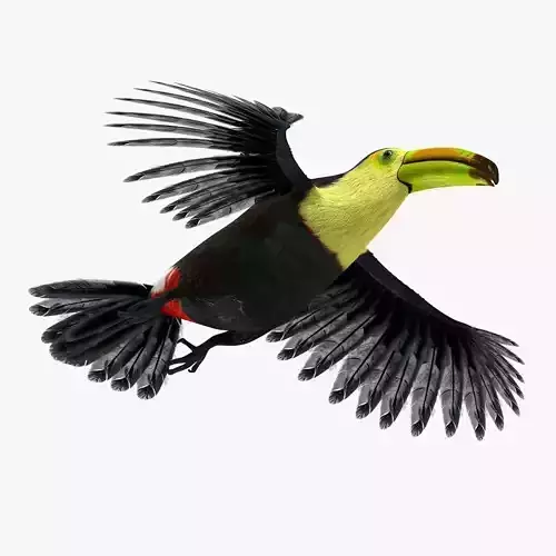 Toucan Bird rigged 3d model