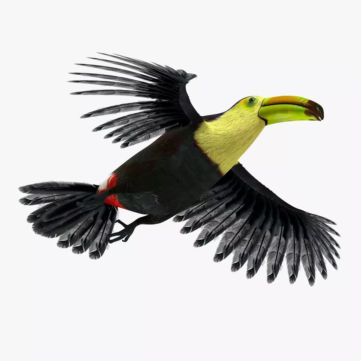 Toucan Bird rigged 3d model Low-poly 3D model_0