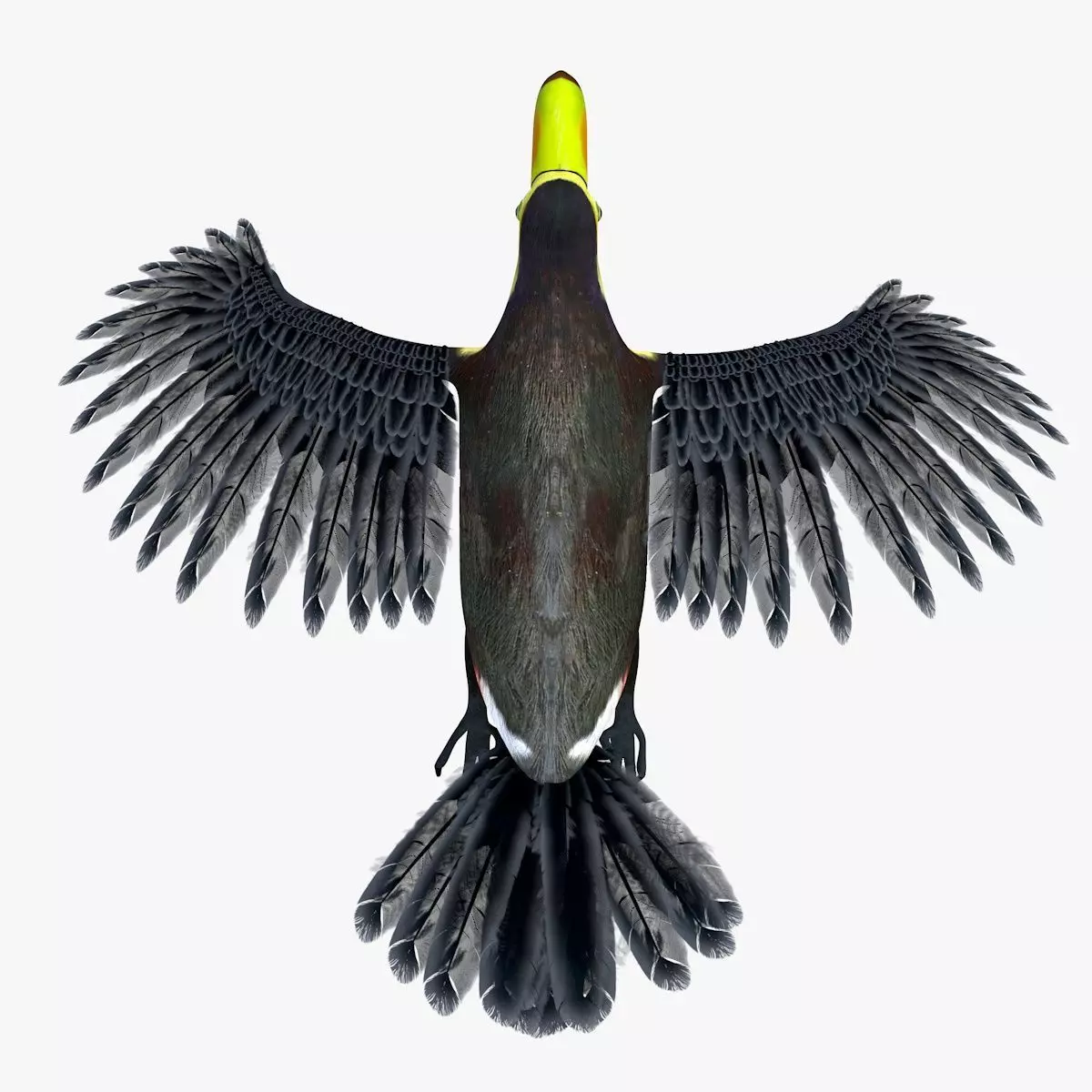 Toucan Bird rigged 3d model Low-poly 3D model_7