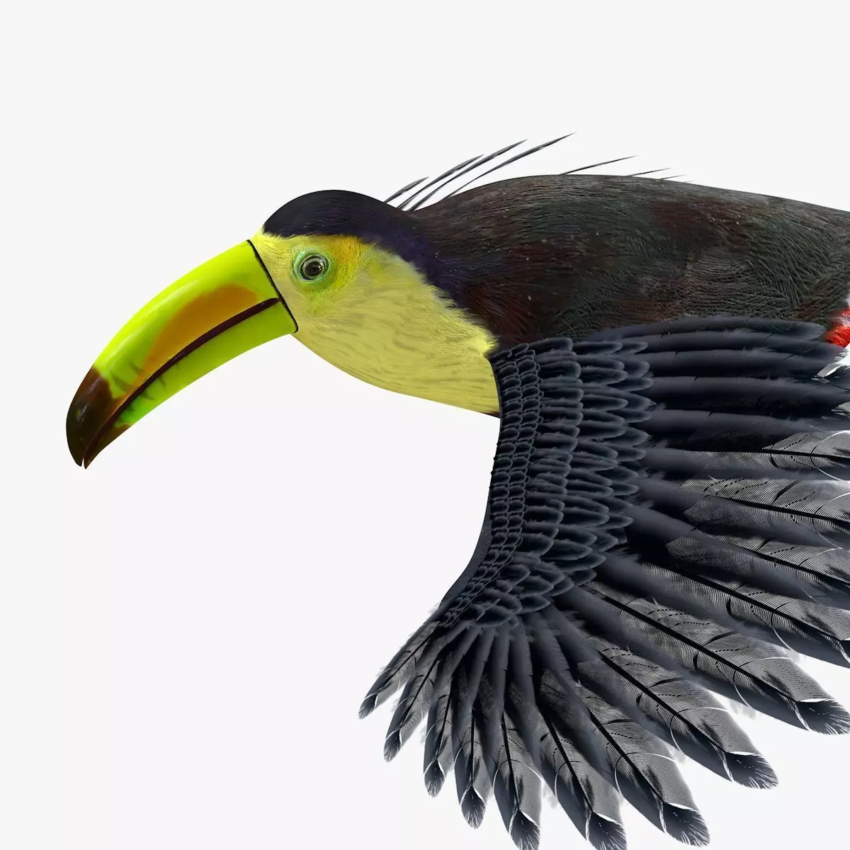 Toucan Bird rigged 3d model Low-poly 3D model_3