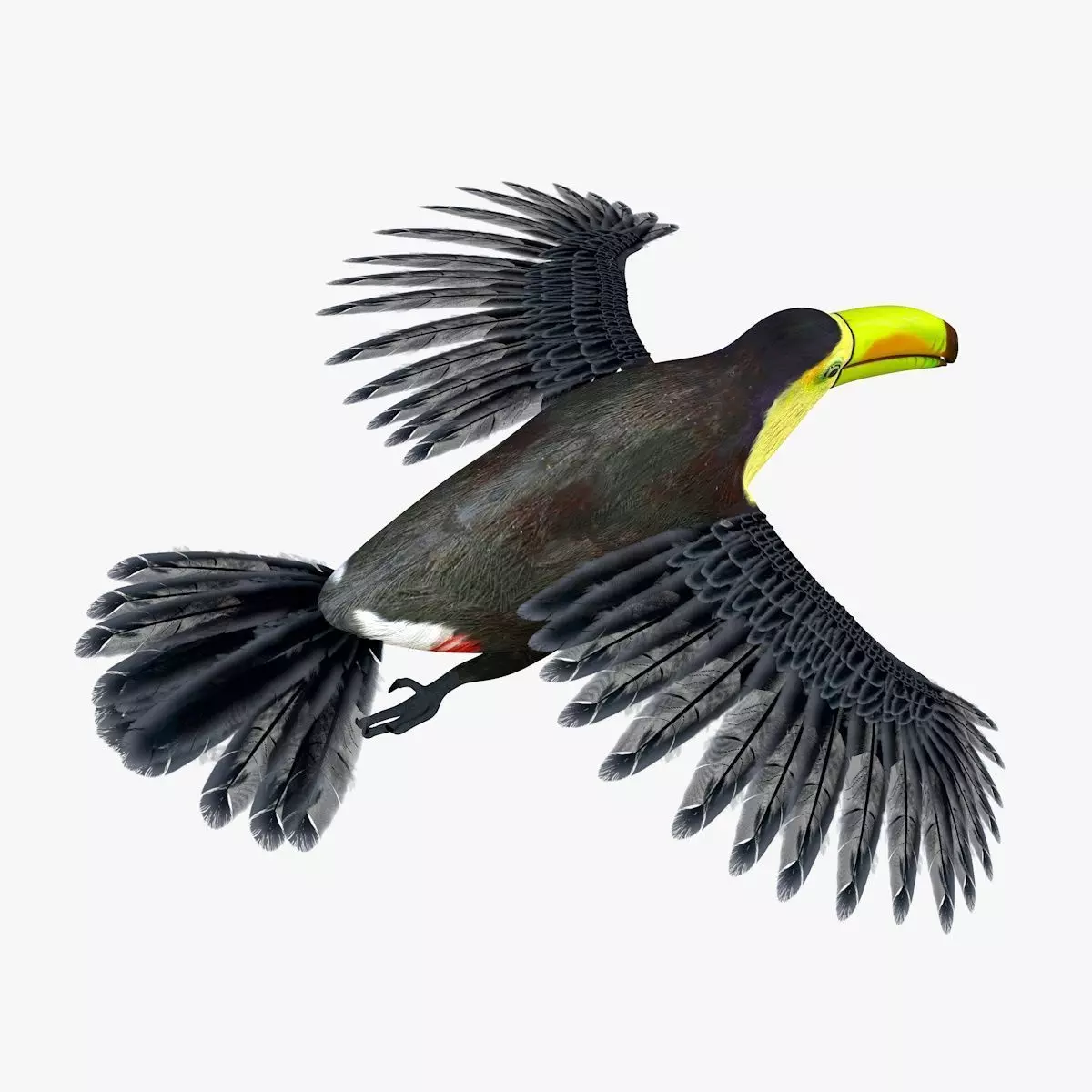 Toucan Bird rigged 3d model Low-poly 3D model_5