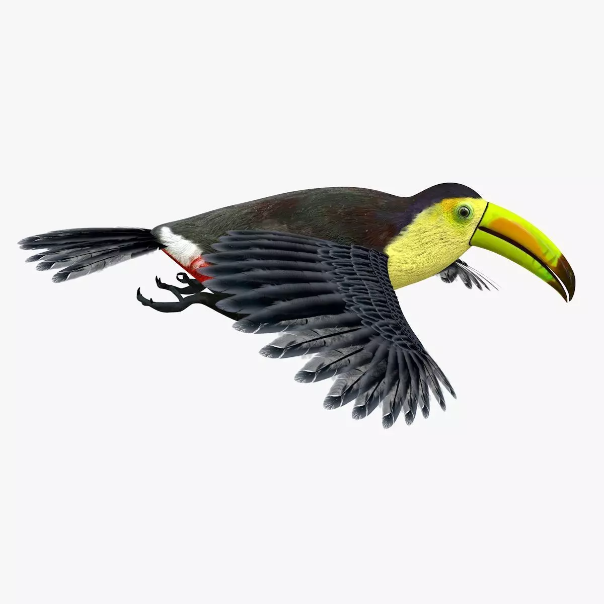 Toucan Bird rigged 3d model Low-poly 3D model_4