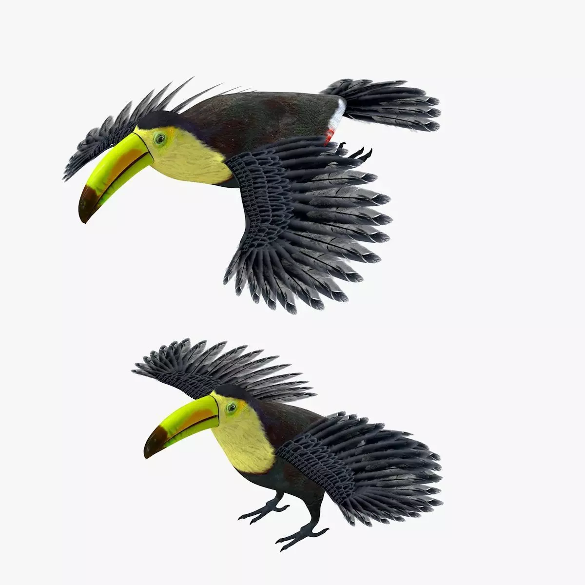 Toucan Bird rigged 3d model Low-poly 3D model_1