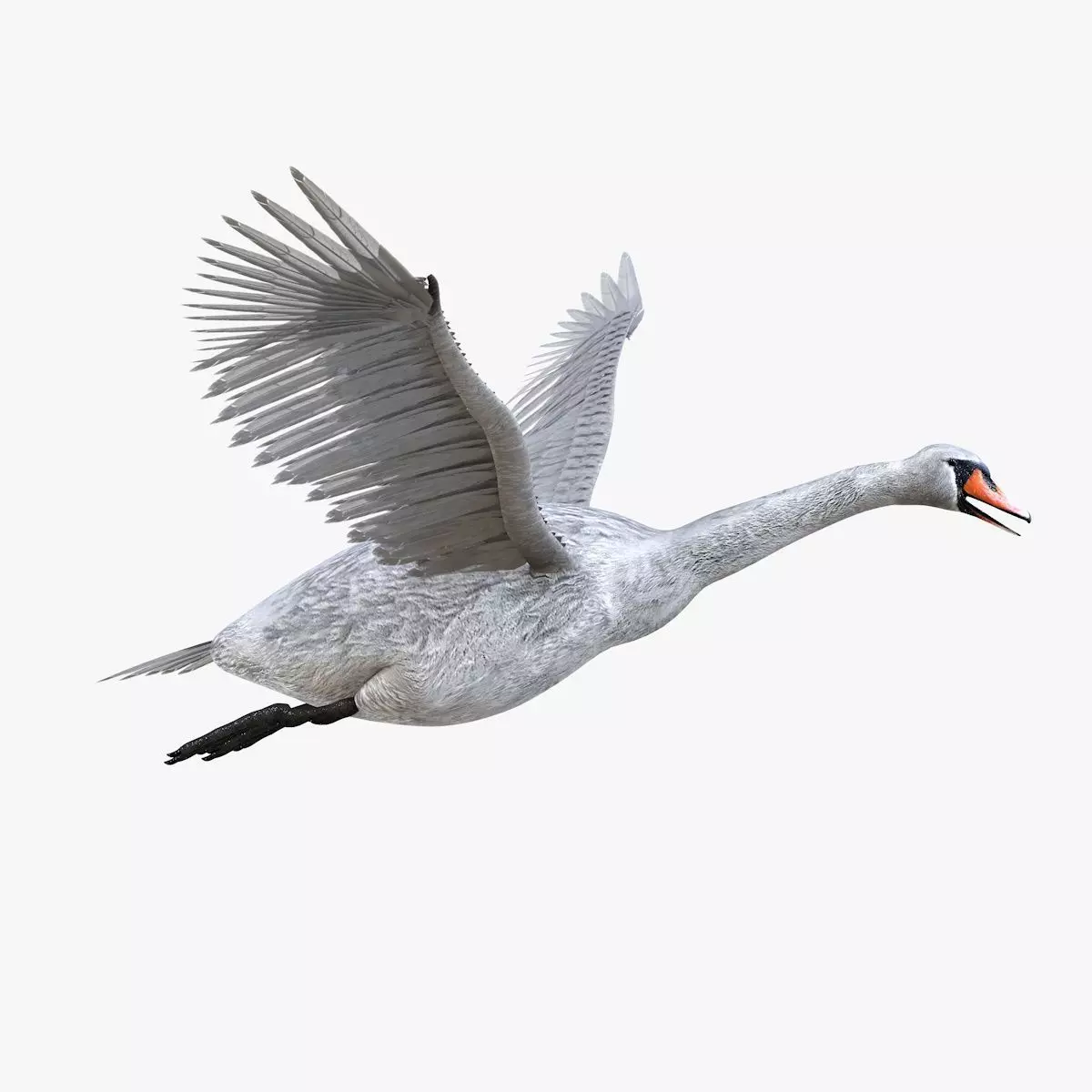 Swan bird rigged 3d model Low-poly 3D model_0