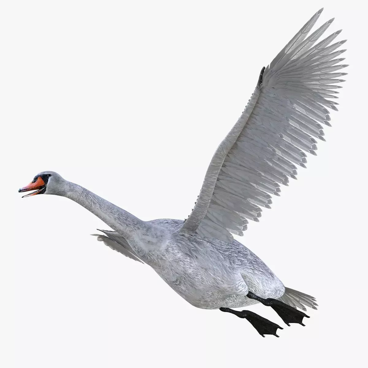 Swan bird rigged 3d model Low-poly 3D model_2