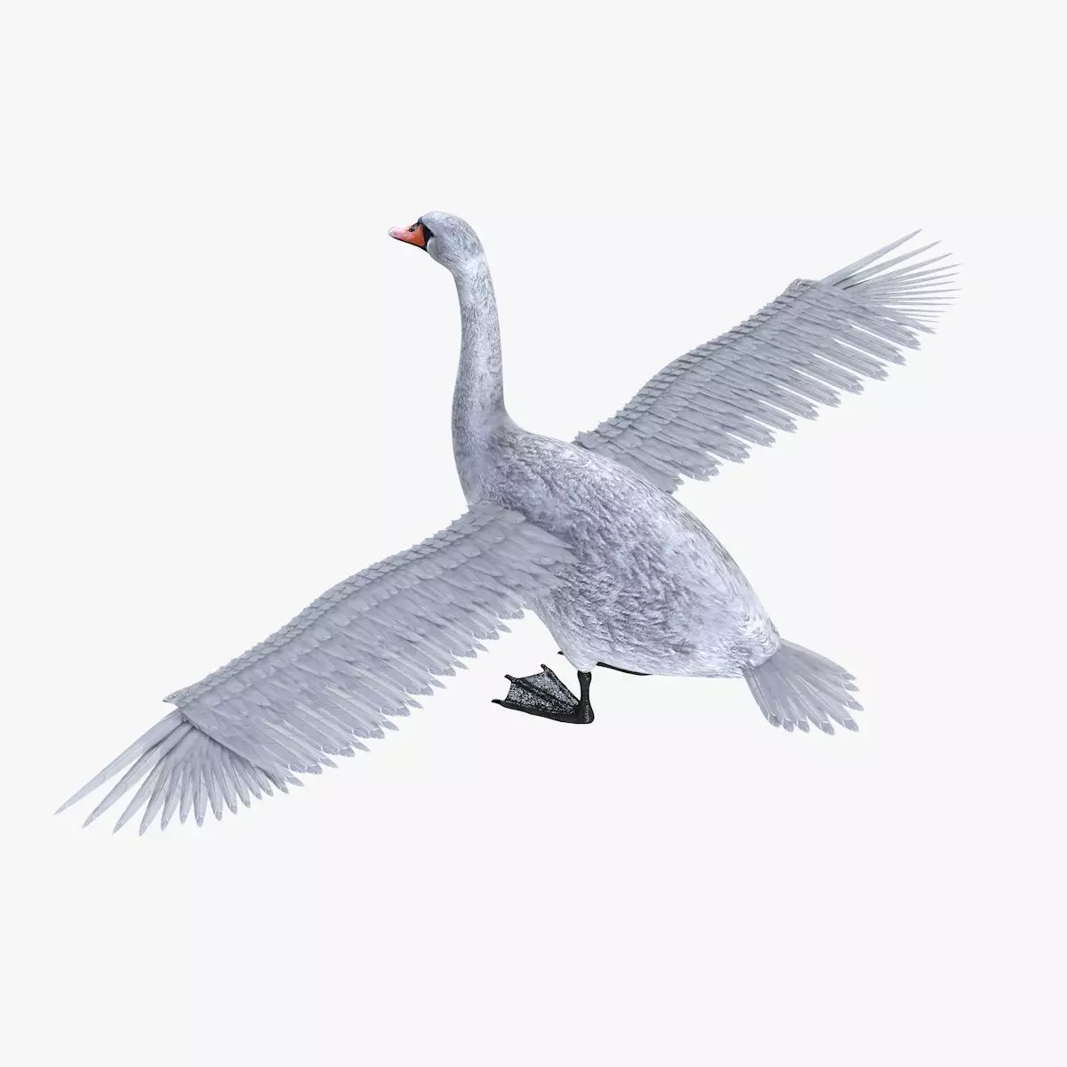 Swan bird rigged 3d model Low-poly 3D model_6