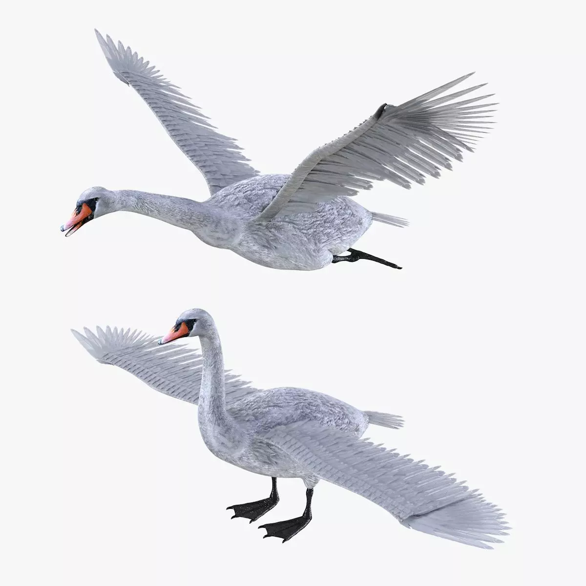 Swan bird rigged 3d model Low-poly 3D model_1
