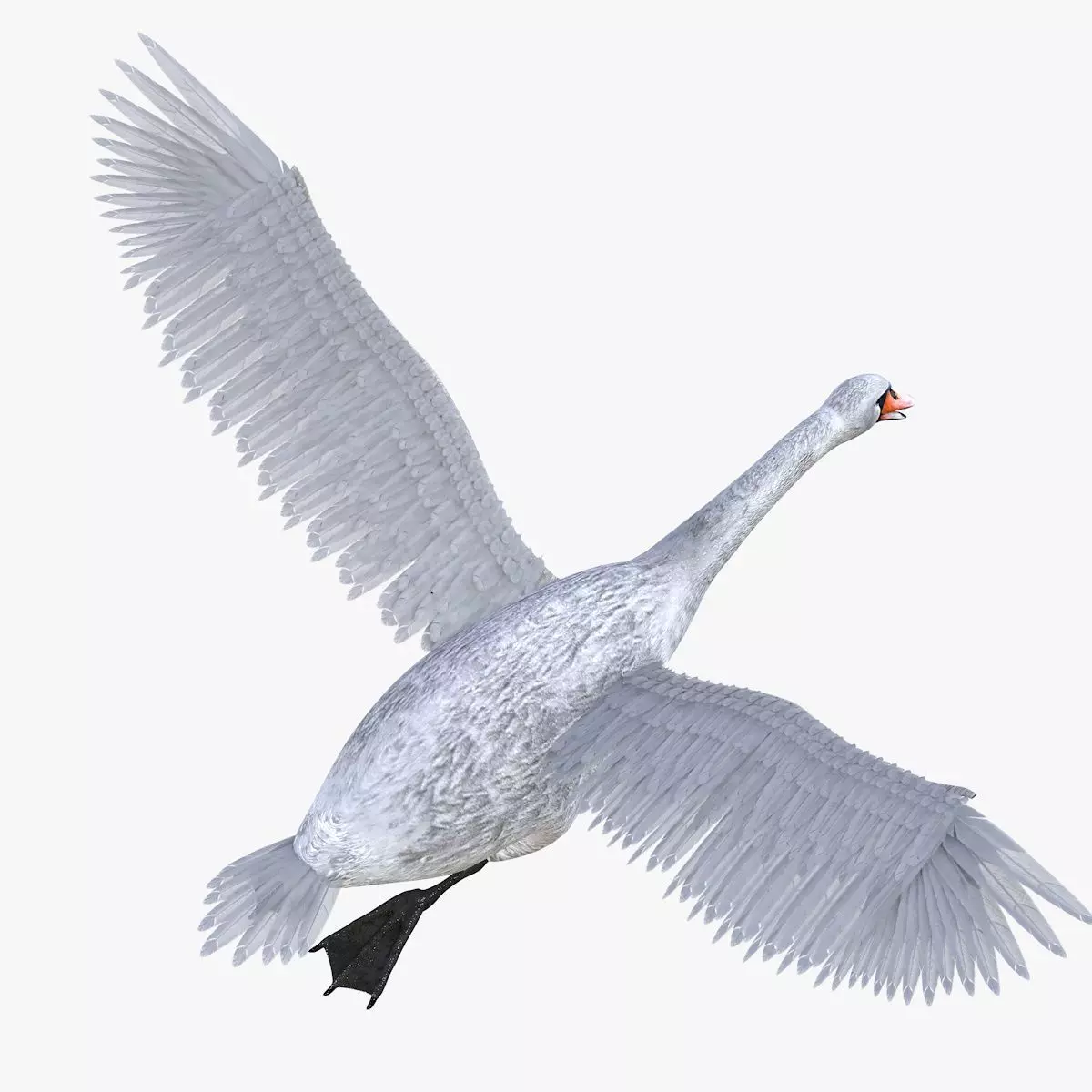 Swan bird rigged 3d model Low-poly 3D model_3