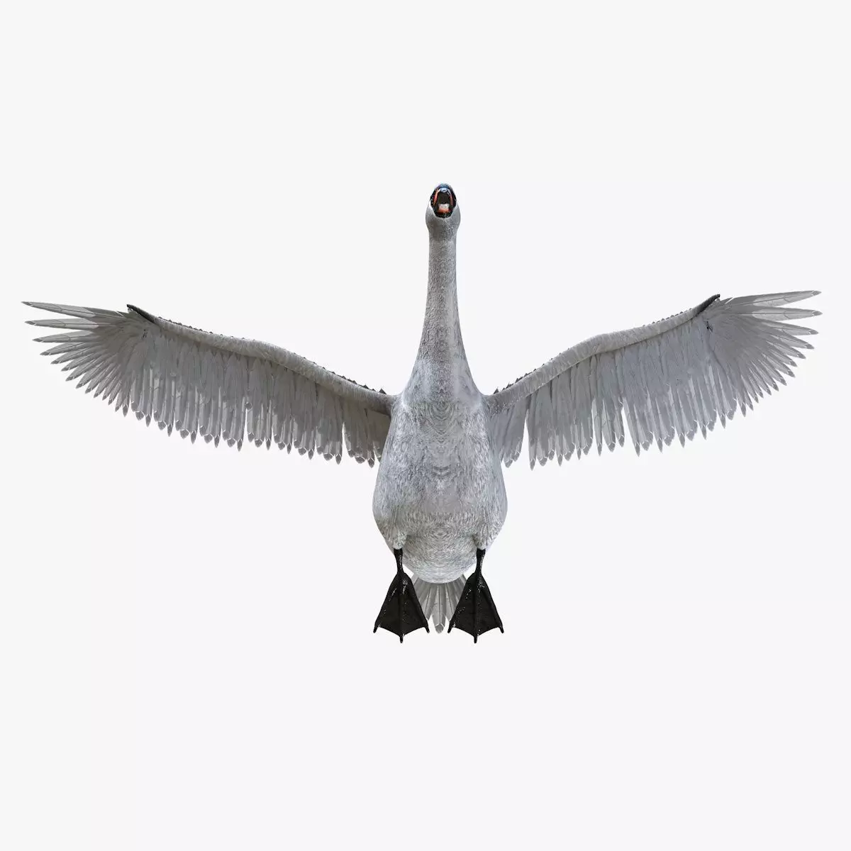 Swan bird rigged 3d model Low-poly 3D model_5