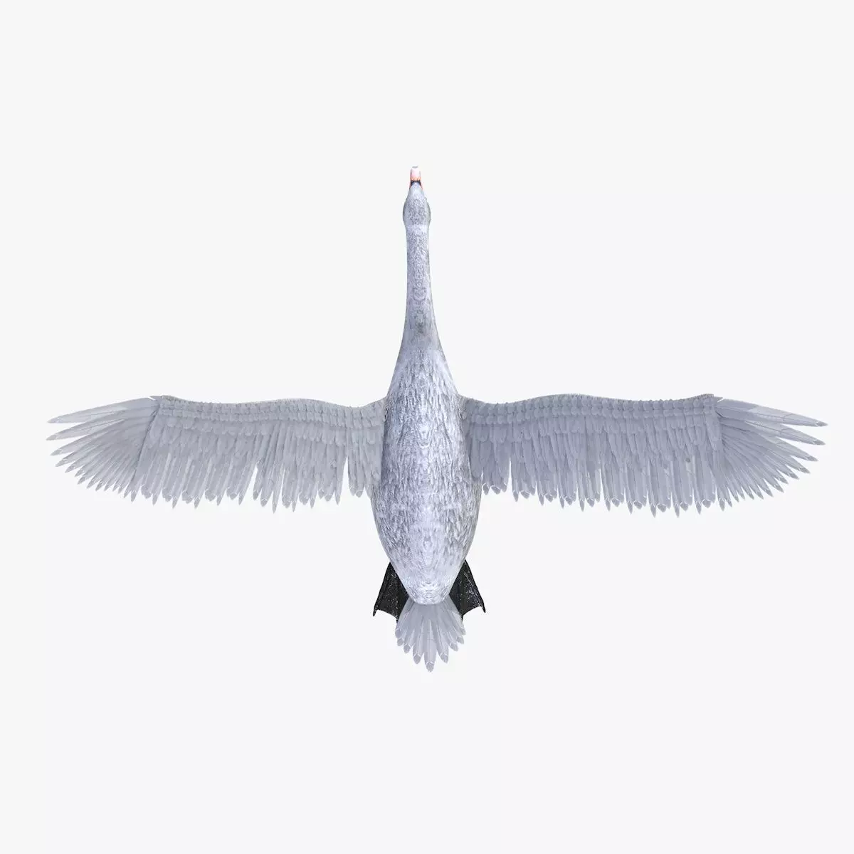 Swan bird rigged 3d model Low-poly 3D model_4