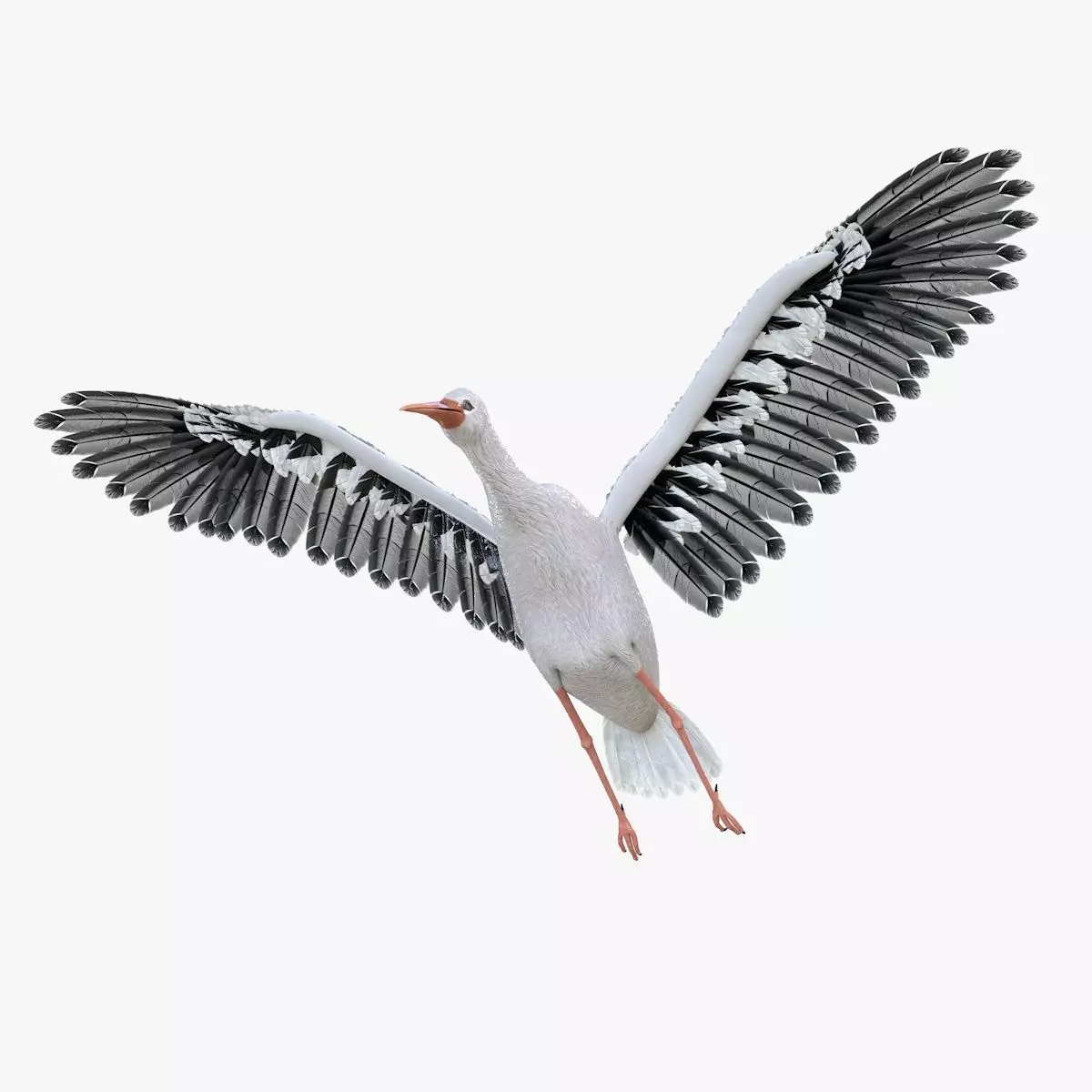 Stork bird rigged 3d model Low-poly 3D model_3
