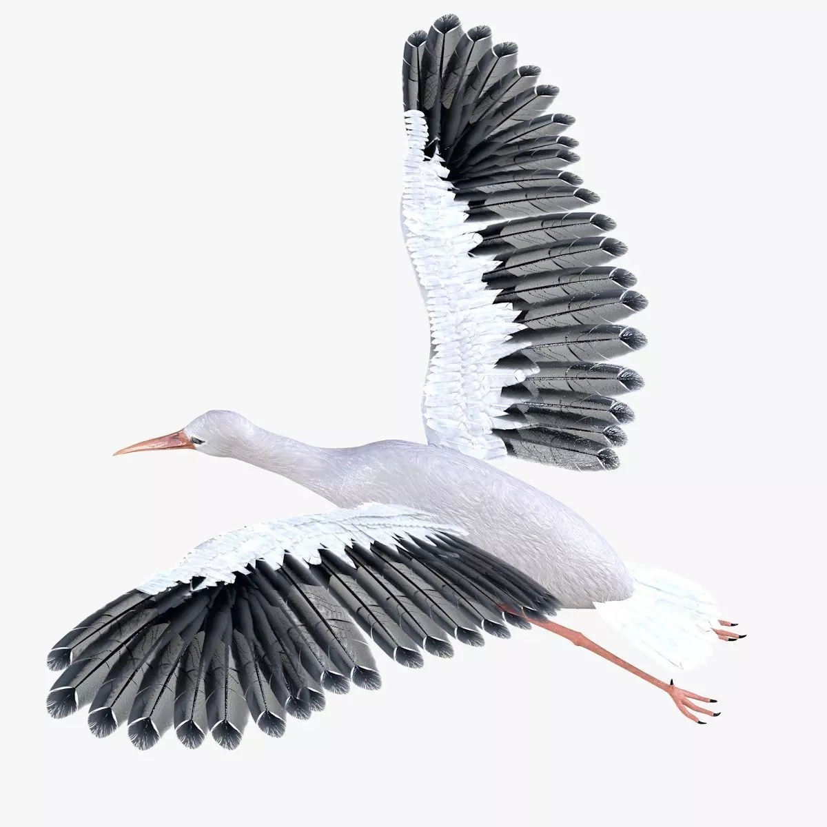 Stork bird rigged 3d model Low-poly 3D model_4