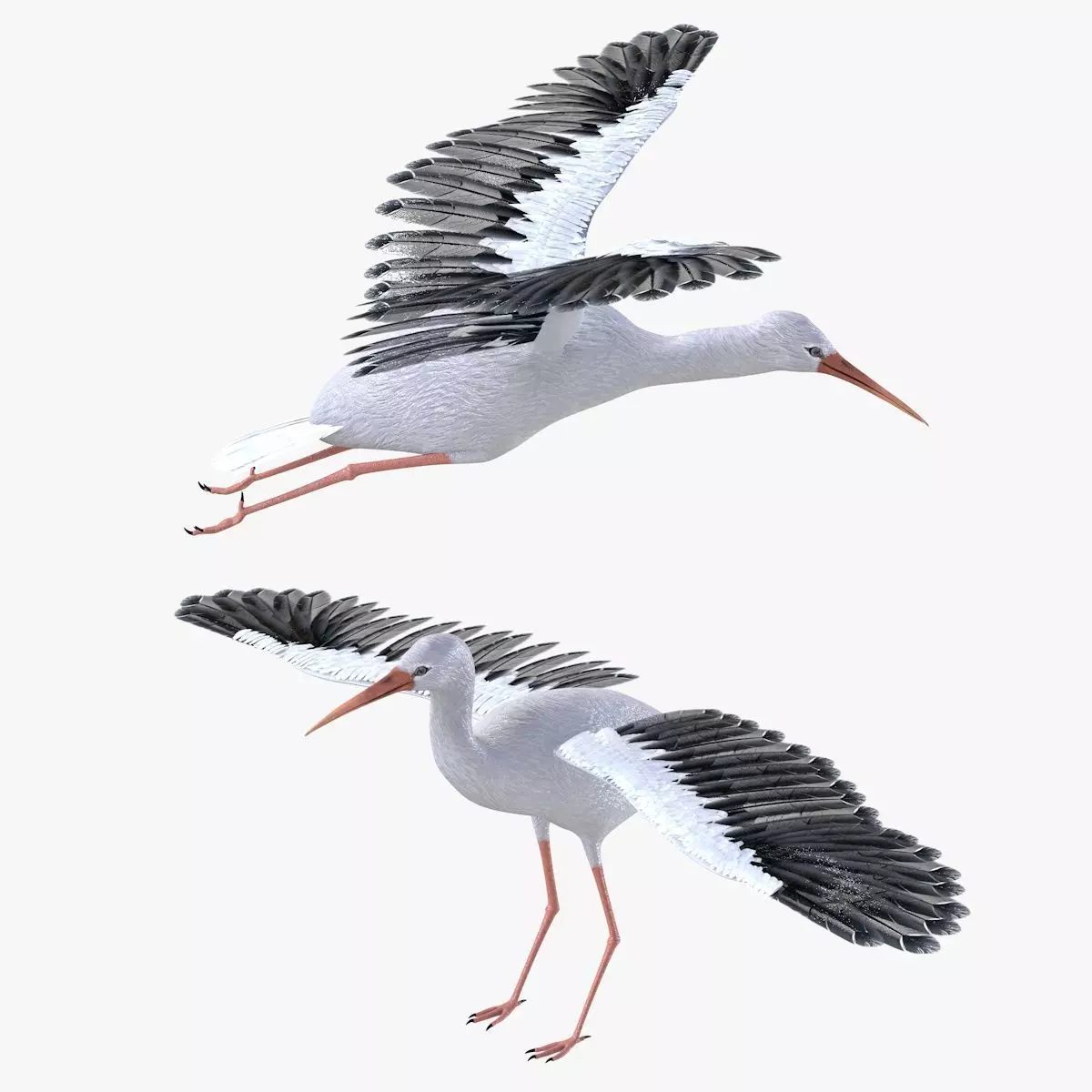 Stork bird rigged 3d model Low-poly 3D model_1