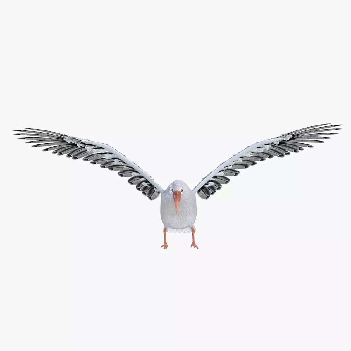 Stork bird rigged 3d model Low-poly 3D model_5