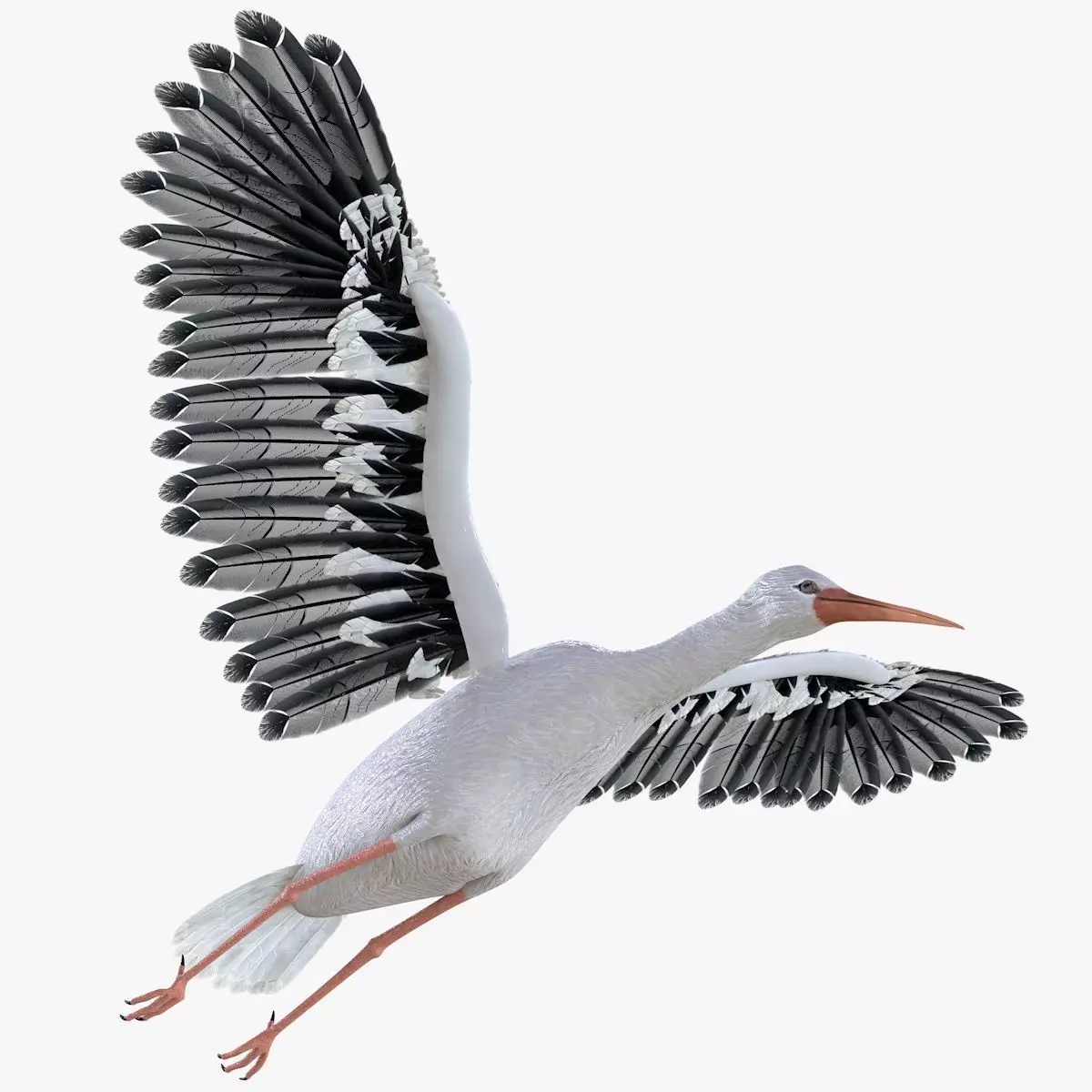 Stork bird rigged 3d model Low-poly 3D model_2