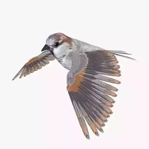 Sparrow