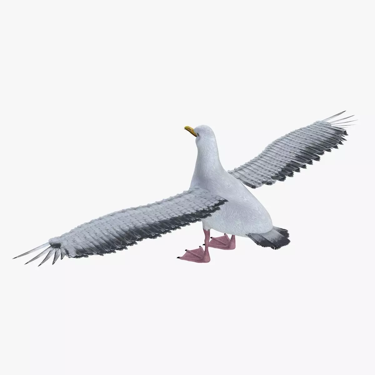 Seagull bird rigged 3d model Low-poly 3D model_6