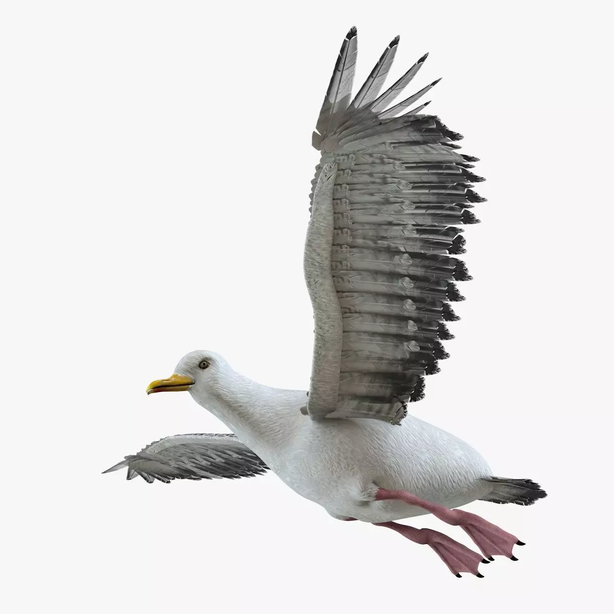 Seagull bird rigged 3d model Low-poly 3D model_5