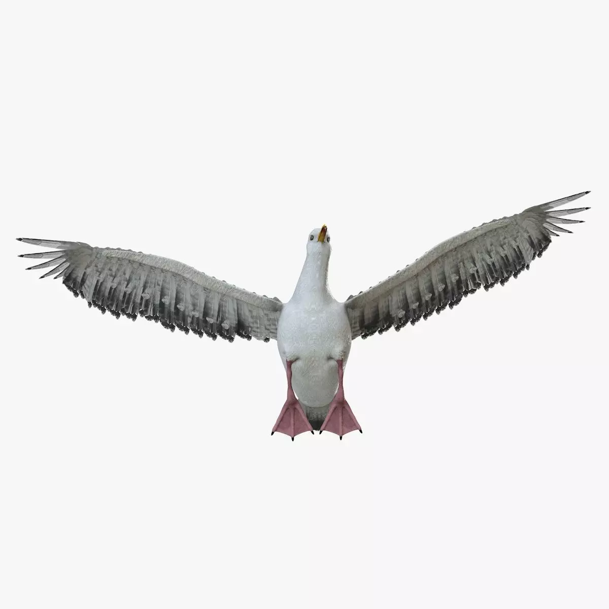 Seagull bird rigged 3d model Low-poly 3D model_4