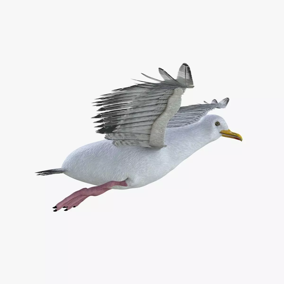 Seagull bird rigged 3d model Low-poly 3D model_2