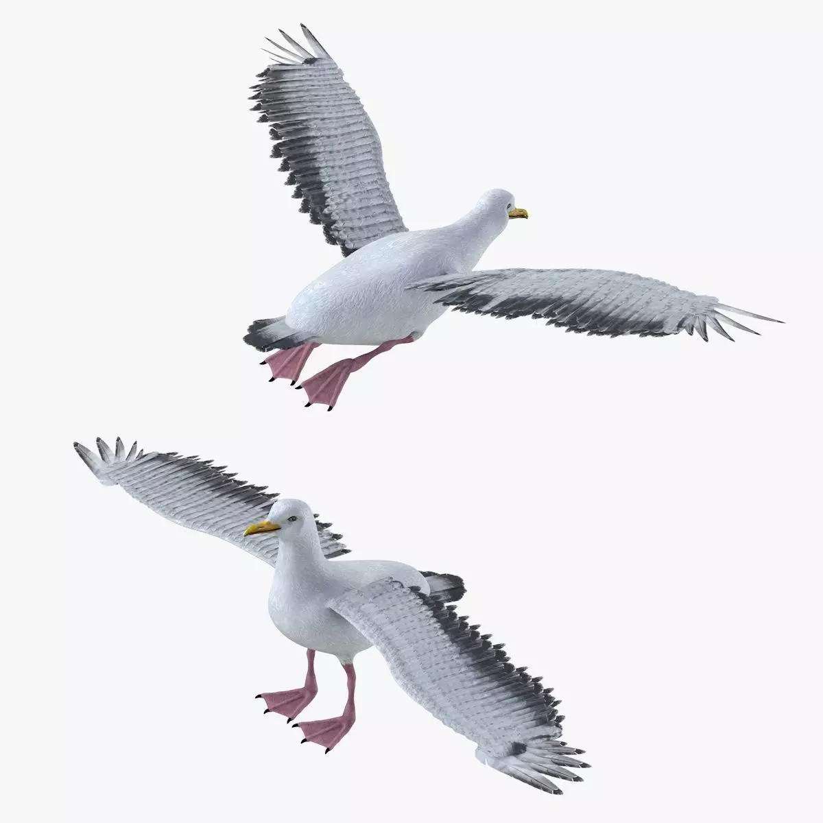 Seagull bird rigged 3d model Low-poly 3D model_1