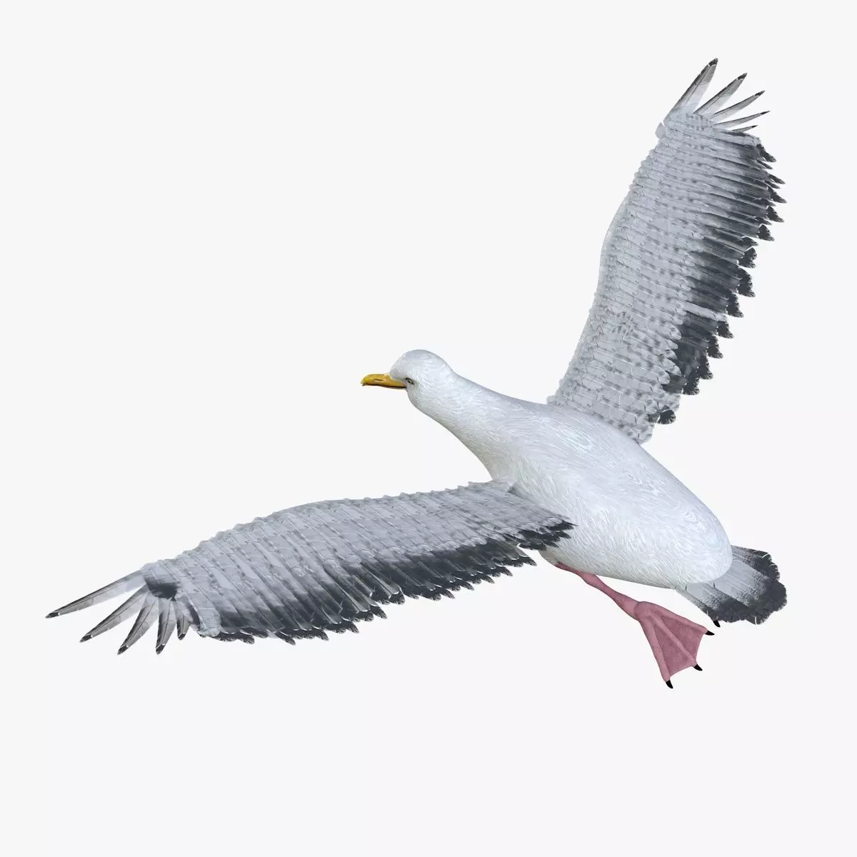 Seagull bird rigged 3d model Low-poly 3D model_3