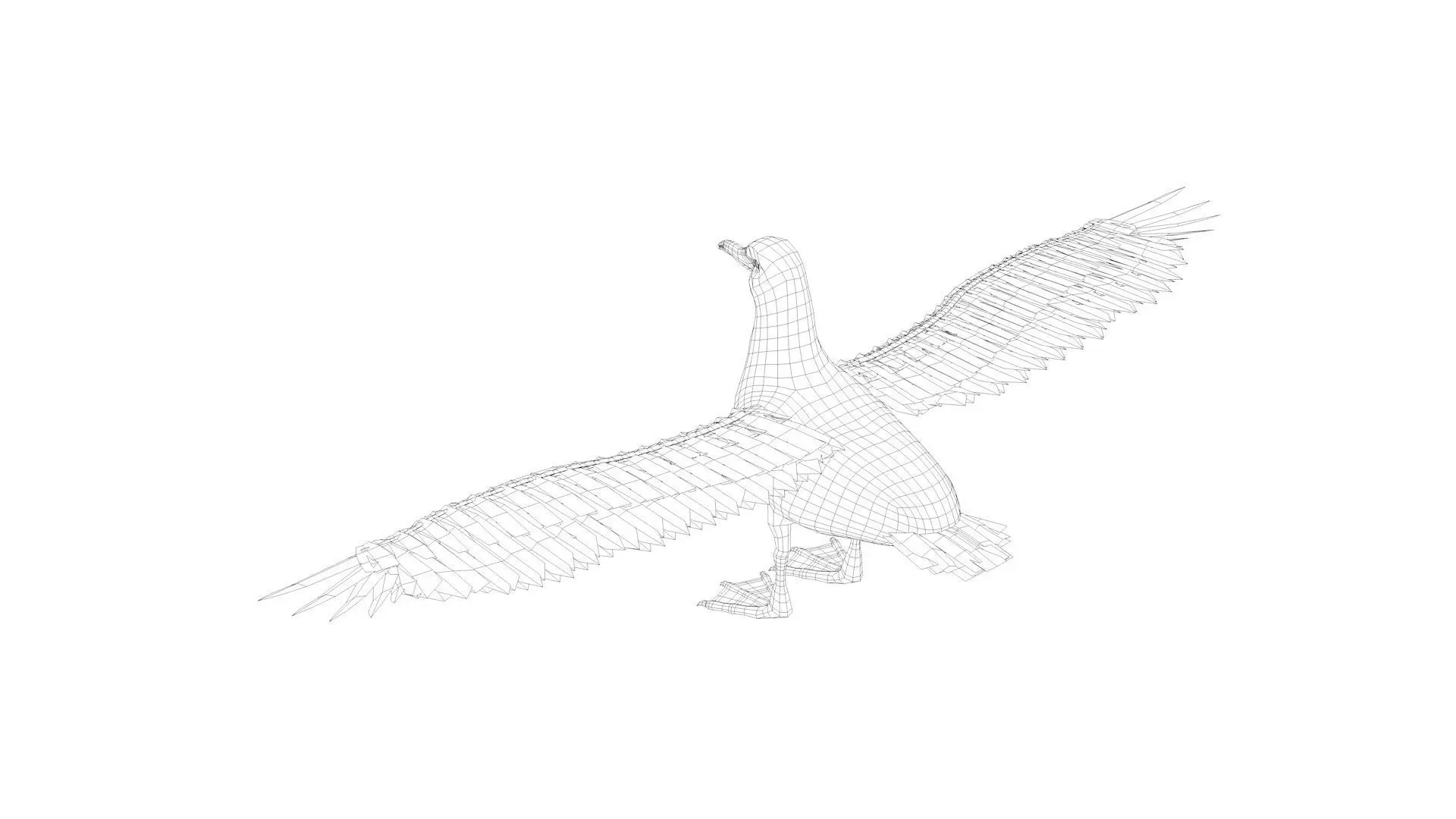 Seagull bird rigged 3d model Low-poly 3D model_8