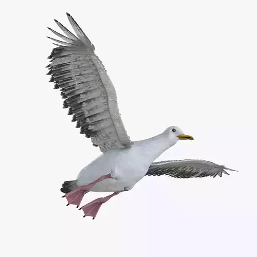 Seagull bird rigged 3d model