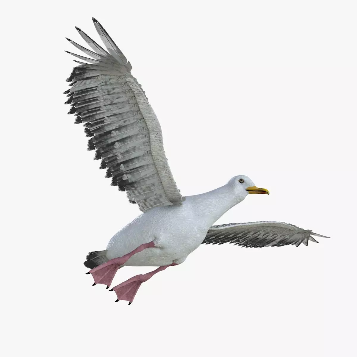 Seagull bird rigged 3d model Low-poly 3D model_0