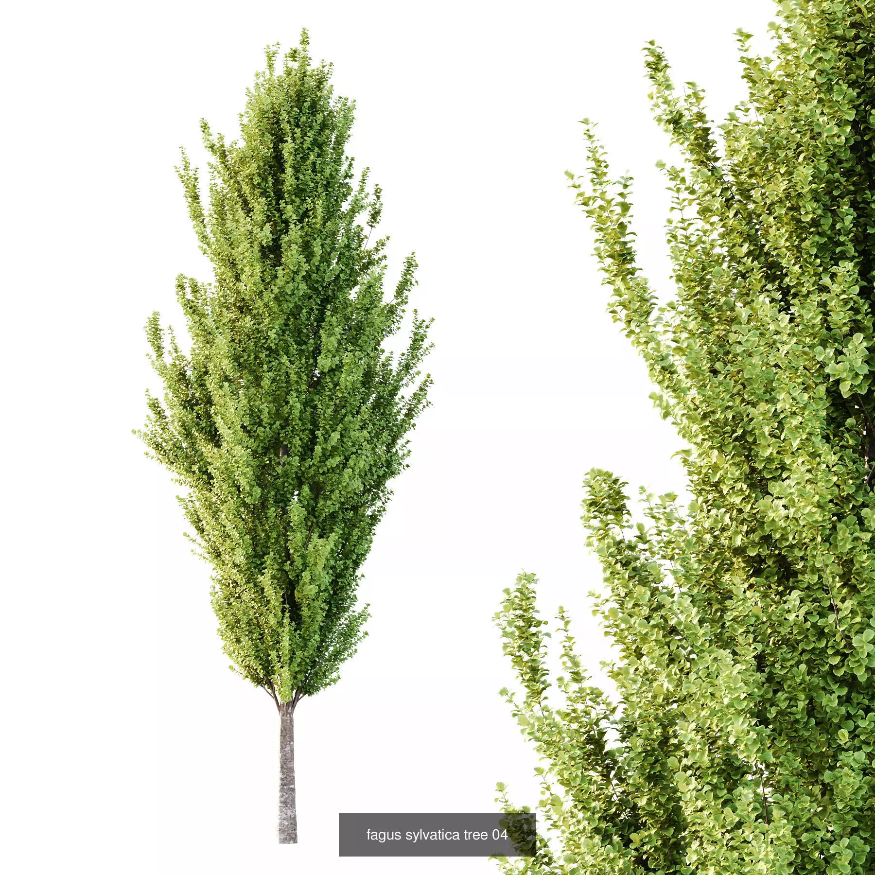 Excellent collection of Tree plants 14 Different Models 005 _3