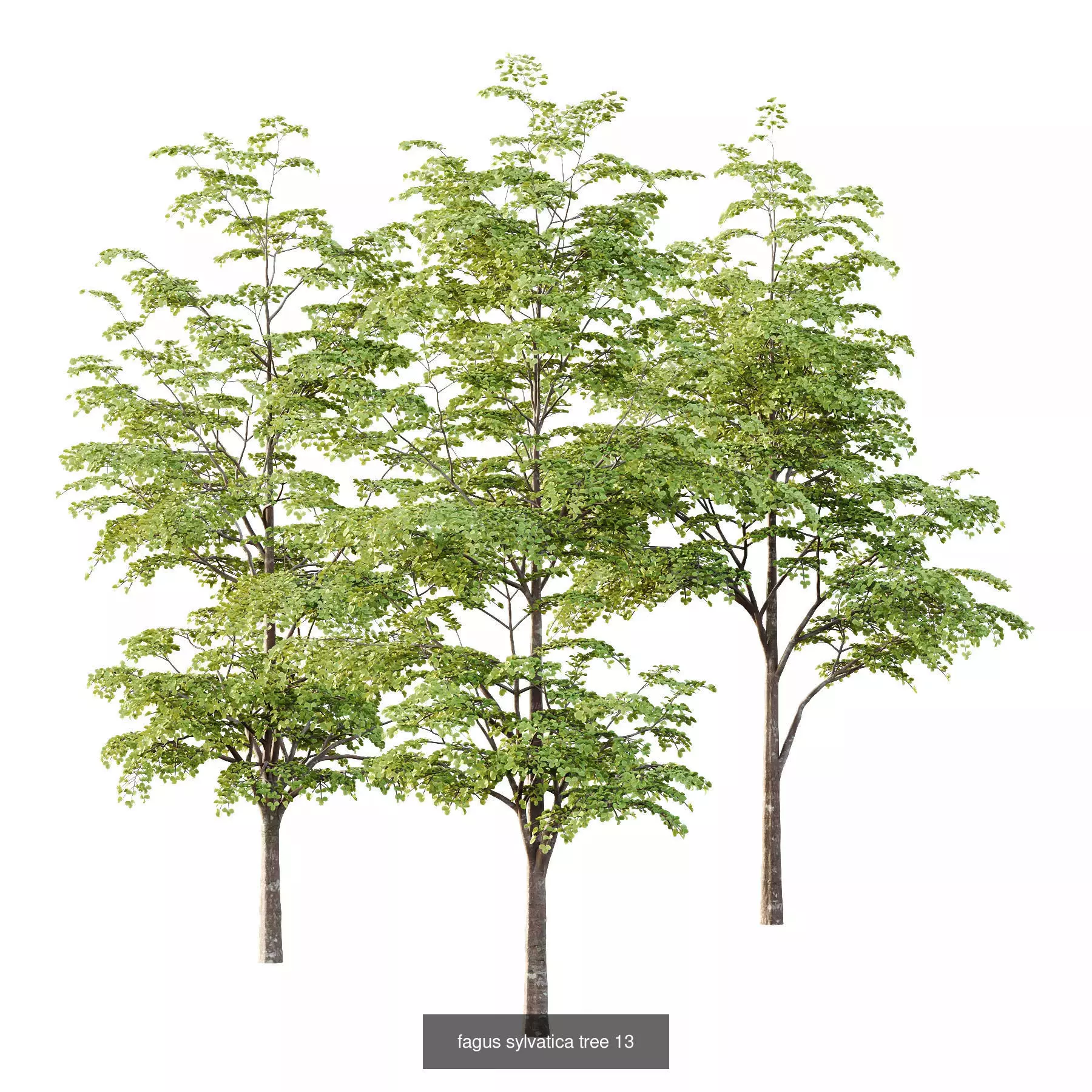 Excellent collection of Tree plants 14 Different Models 005 _2