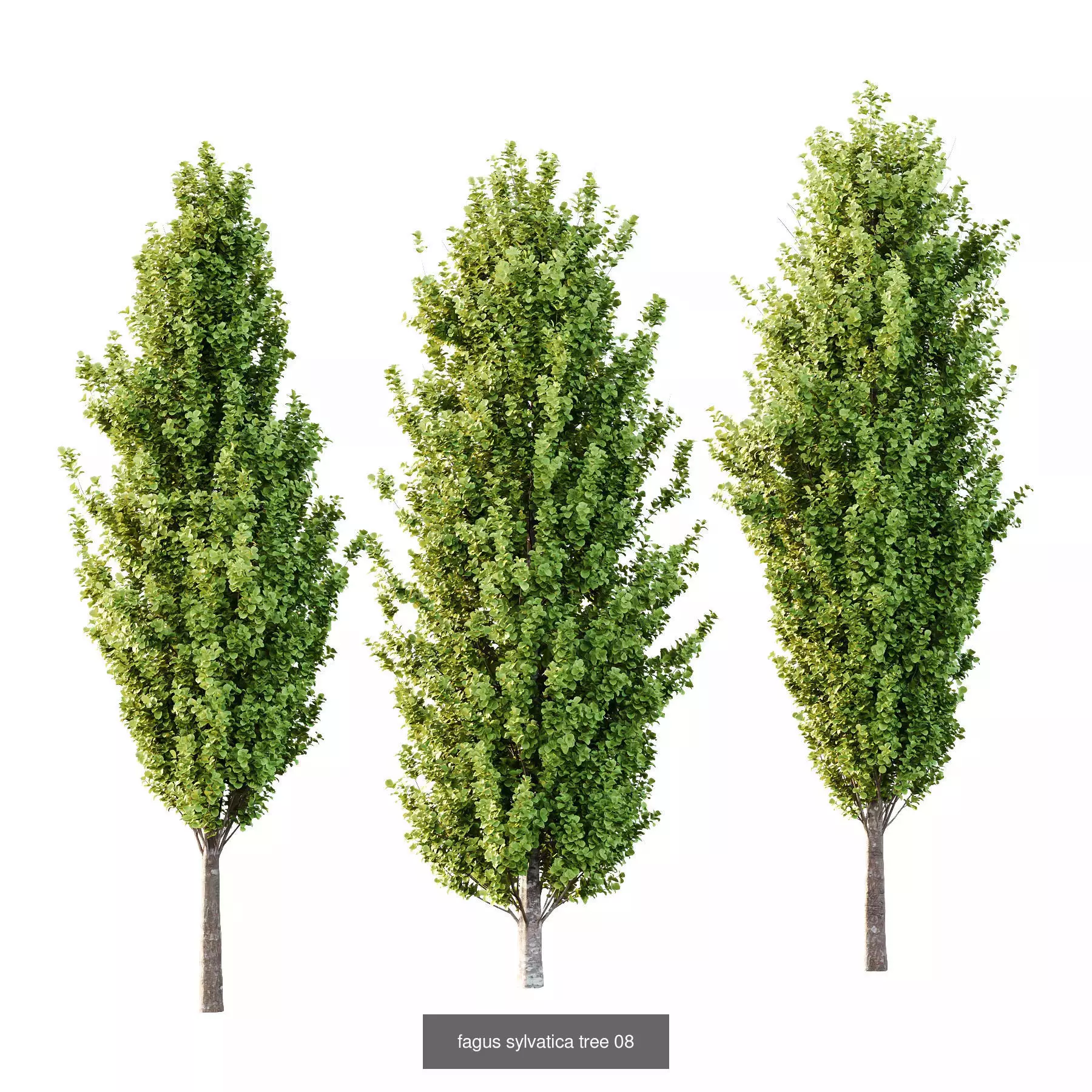 Excellent collection of Tree plants 14 Different Models 005 _4