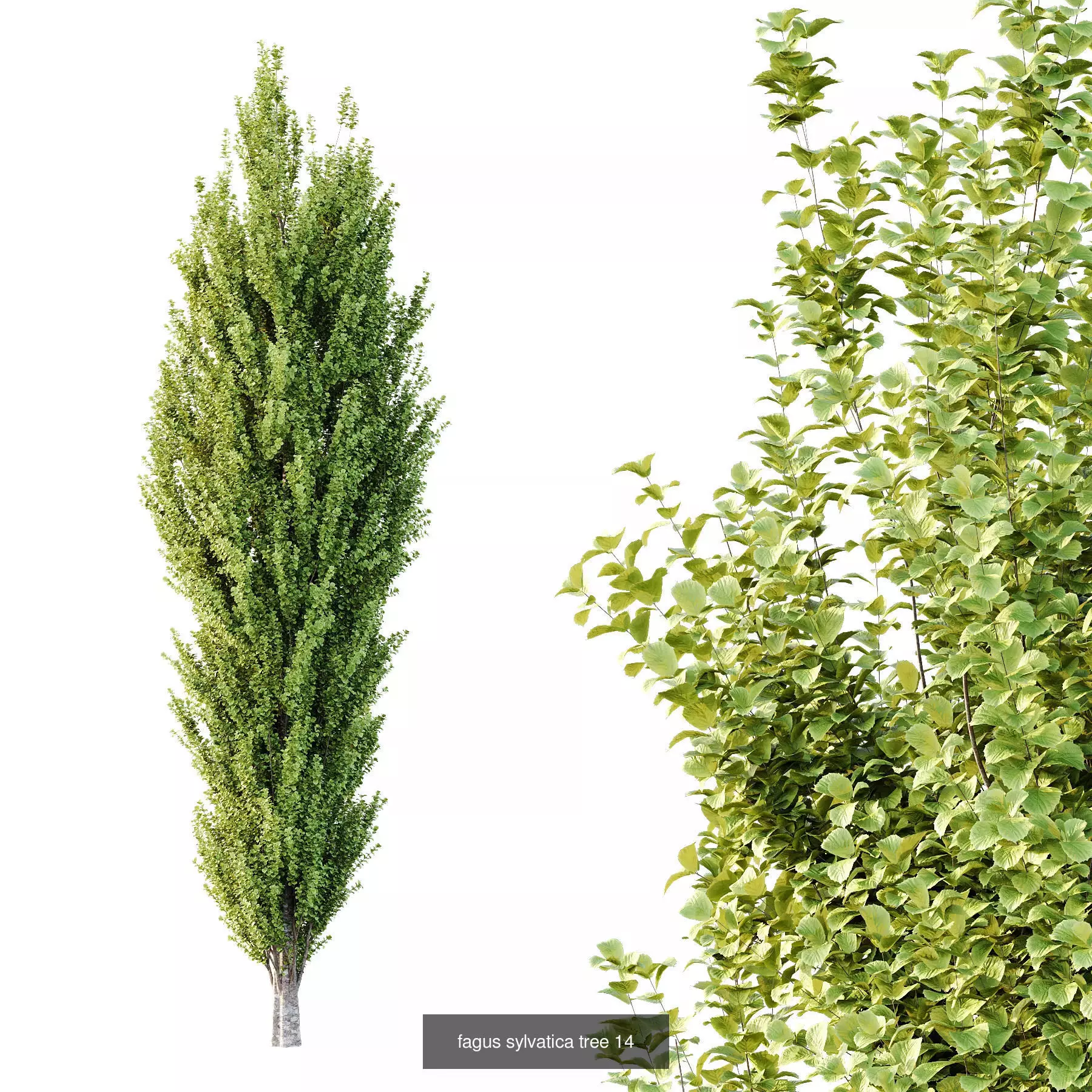 Excellent collection of Tree plants 14 Different Models 005 _5