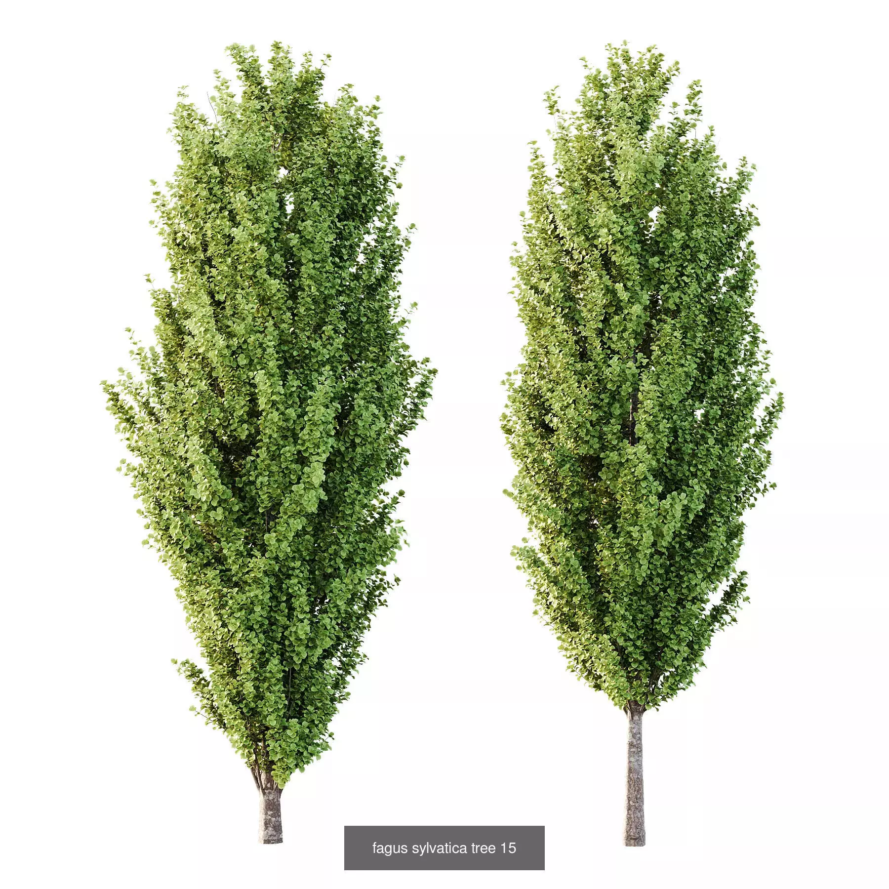 Excellent collection of Tree plants 14 Different Models 005 _11