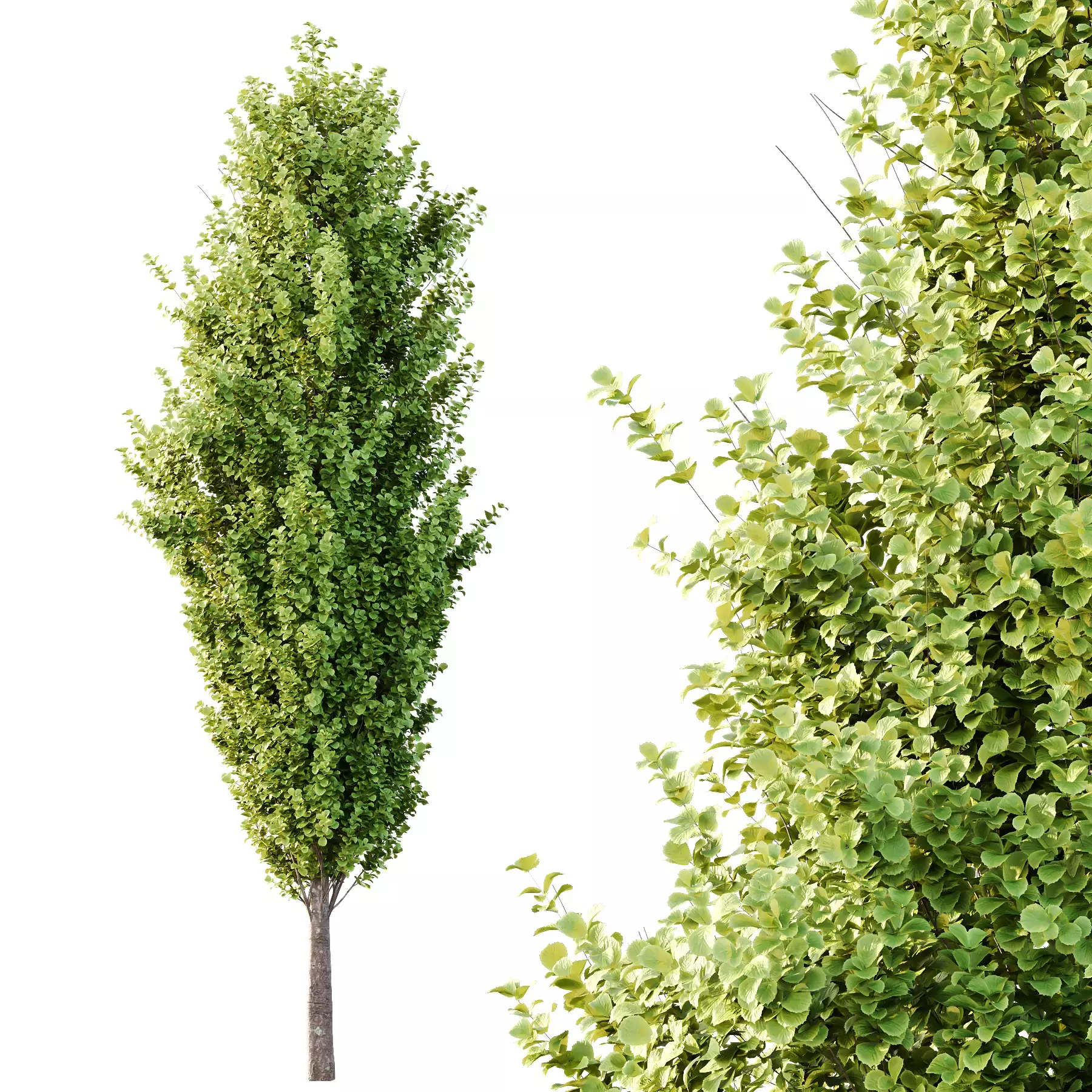 Excellent collection of Tree plants 14 Different Models 005 _10