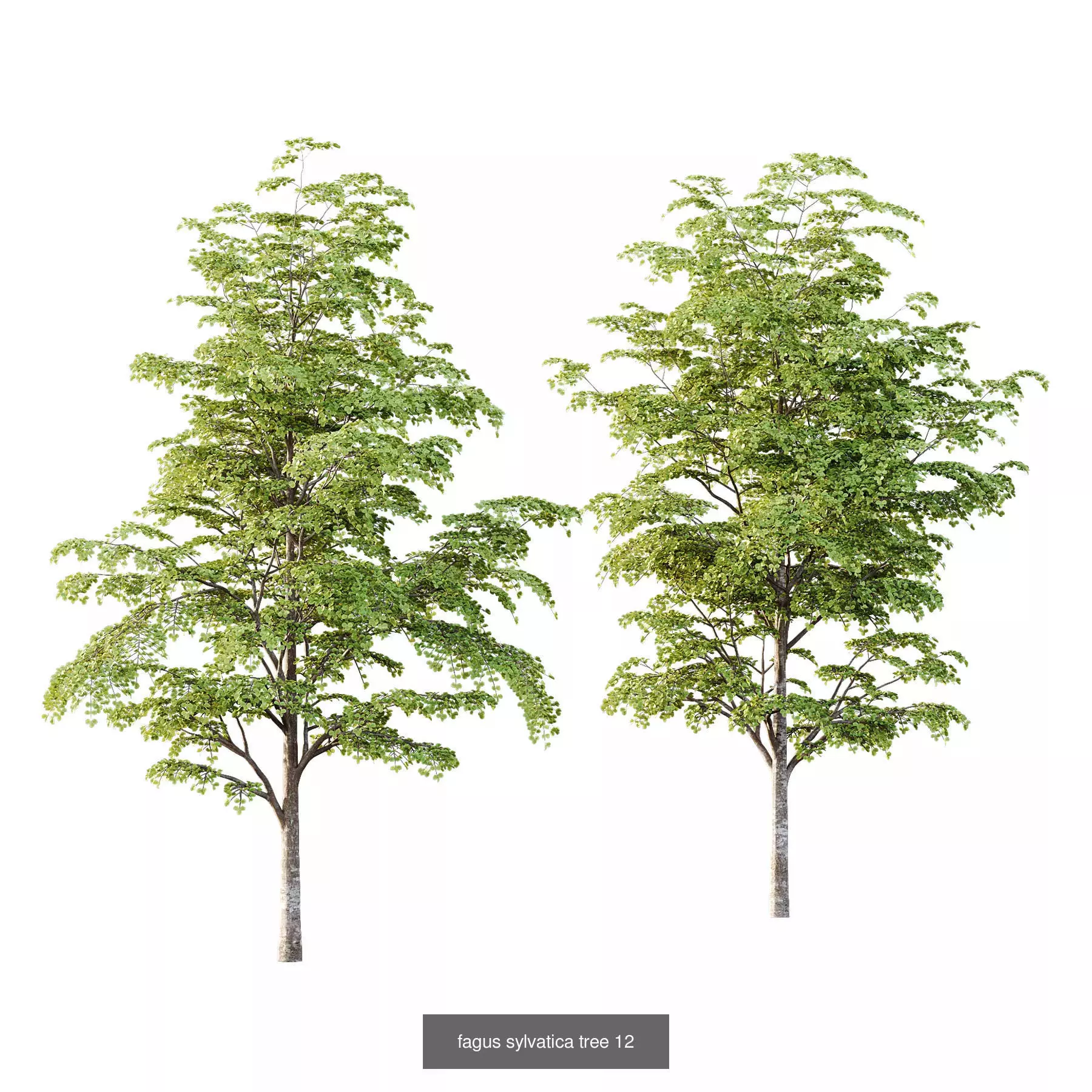 Excellent collection of Tree plants 14 Different Models 005 _1