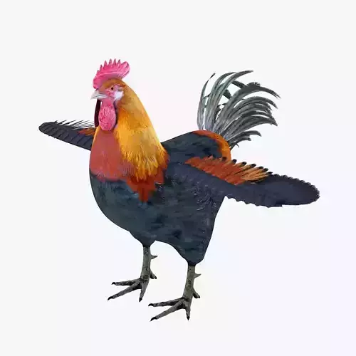 Rooster bird rigged 3d model
