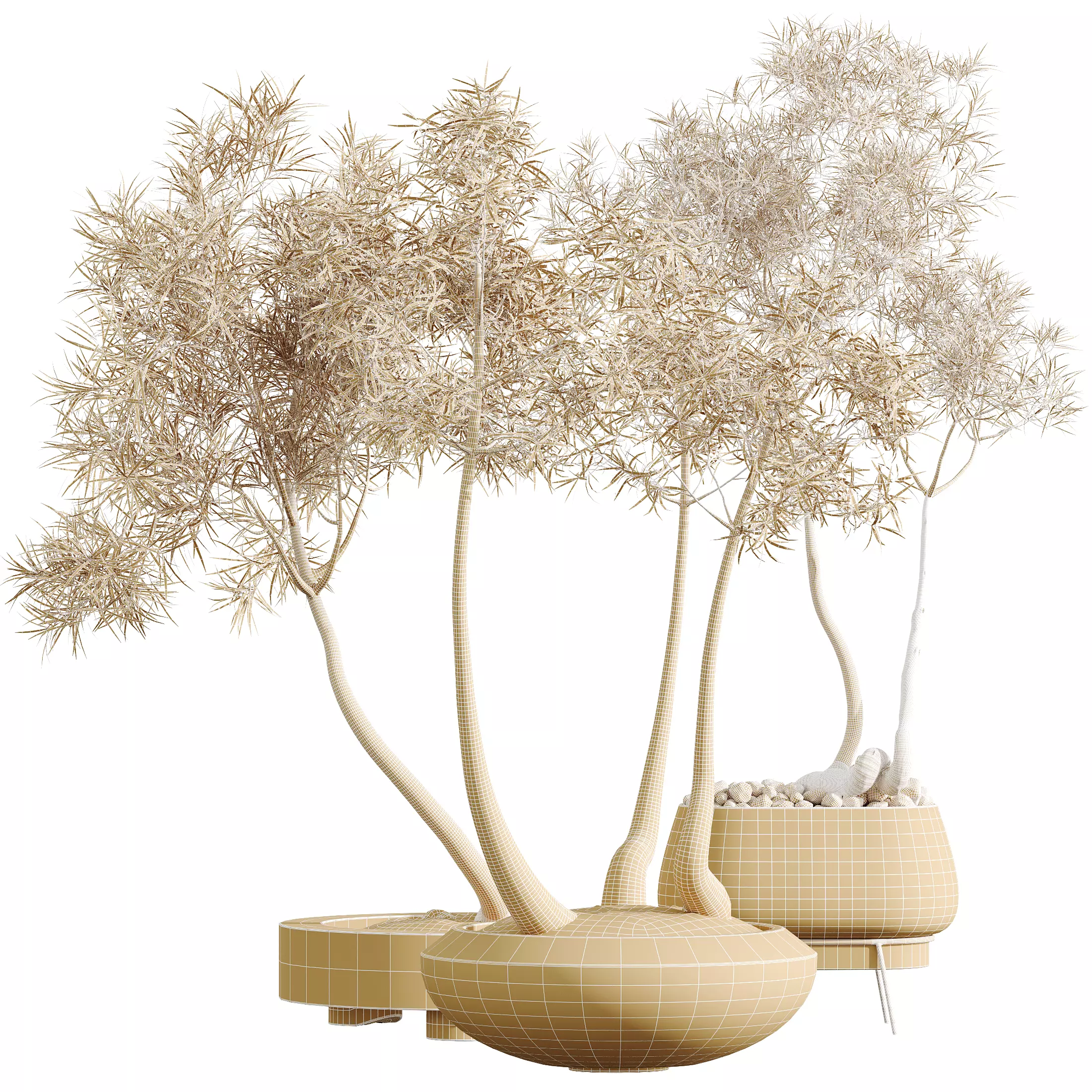 AV Indoor Plants Set 324 Japandi Minimalism Ficus Marginata 3D model_11