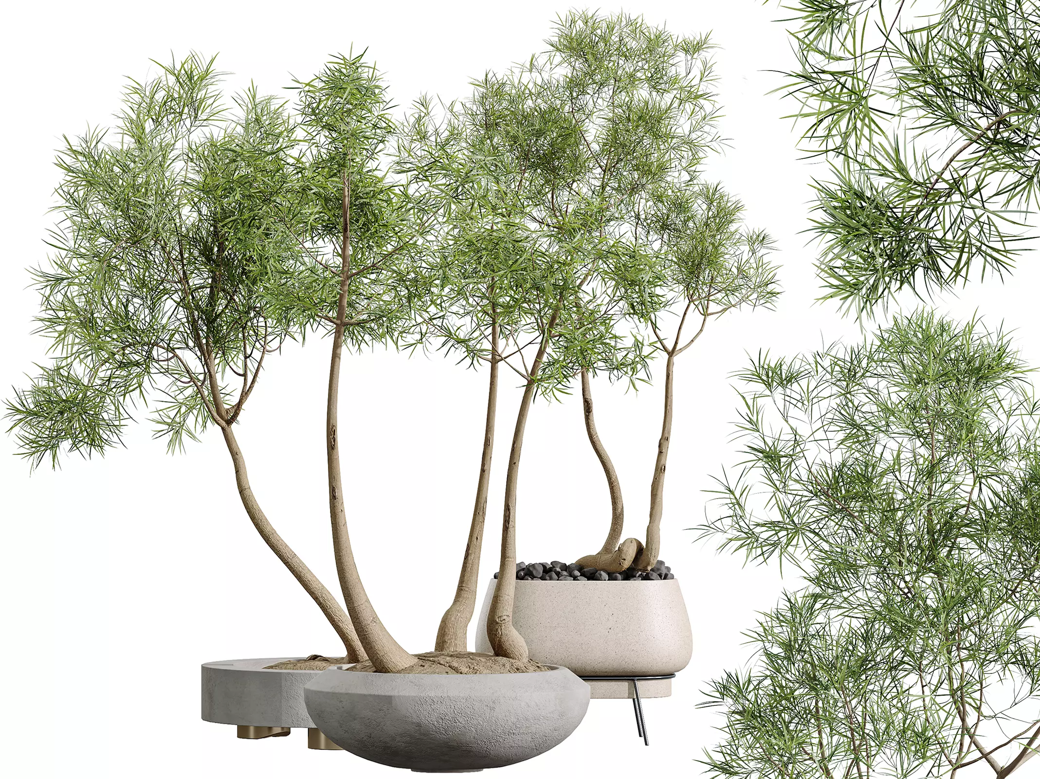 AV Indoor Plants Set 324 Japandi Minimalism Ficus Marginata 3D model_0