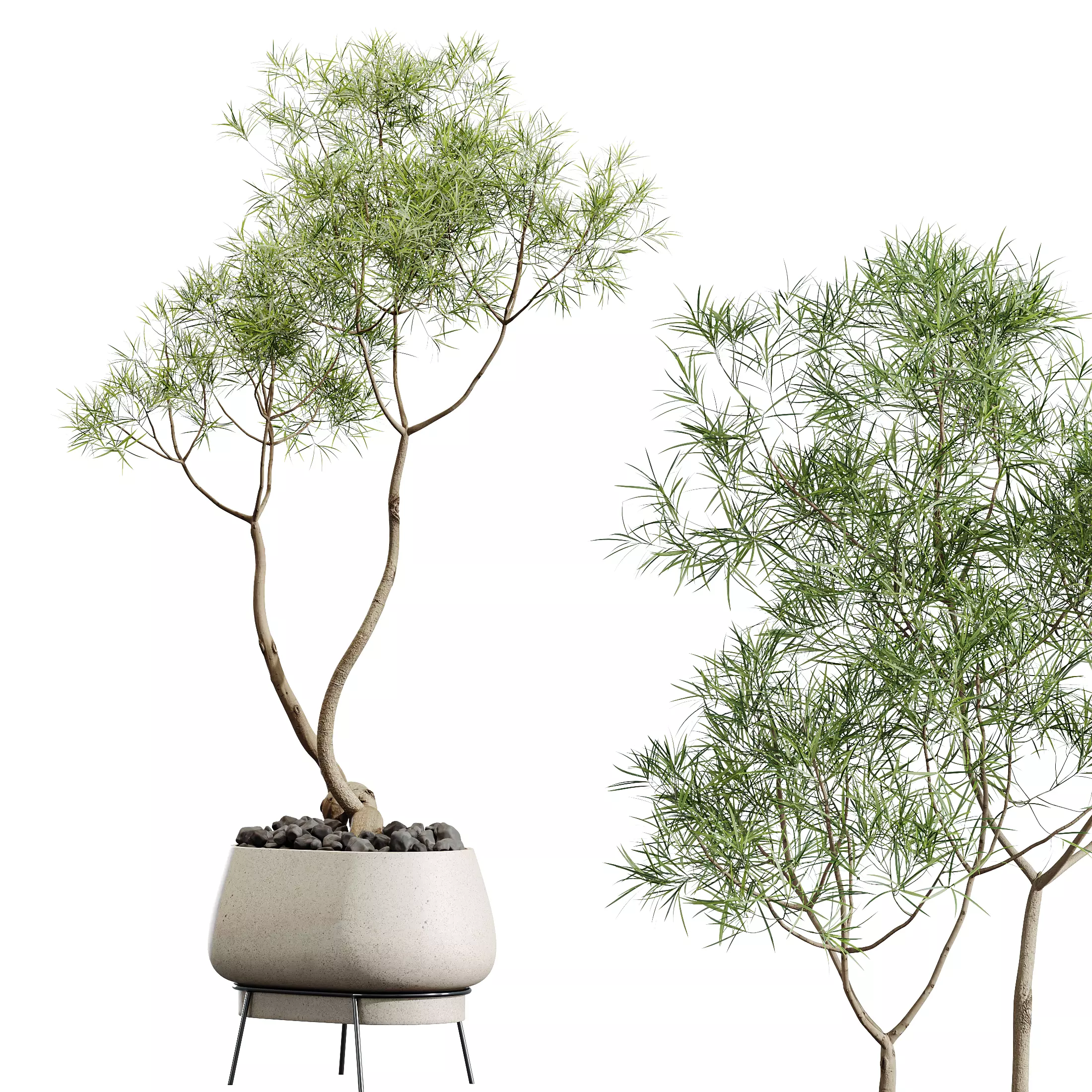 AV Indoor Plants Set 324 Japandi Minimalism Ficus Marginata 3D model_5
