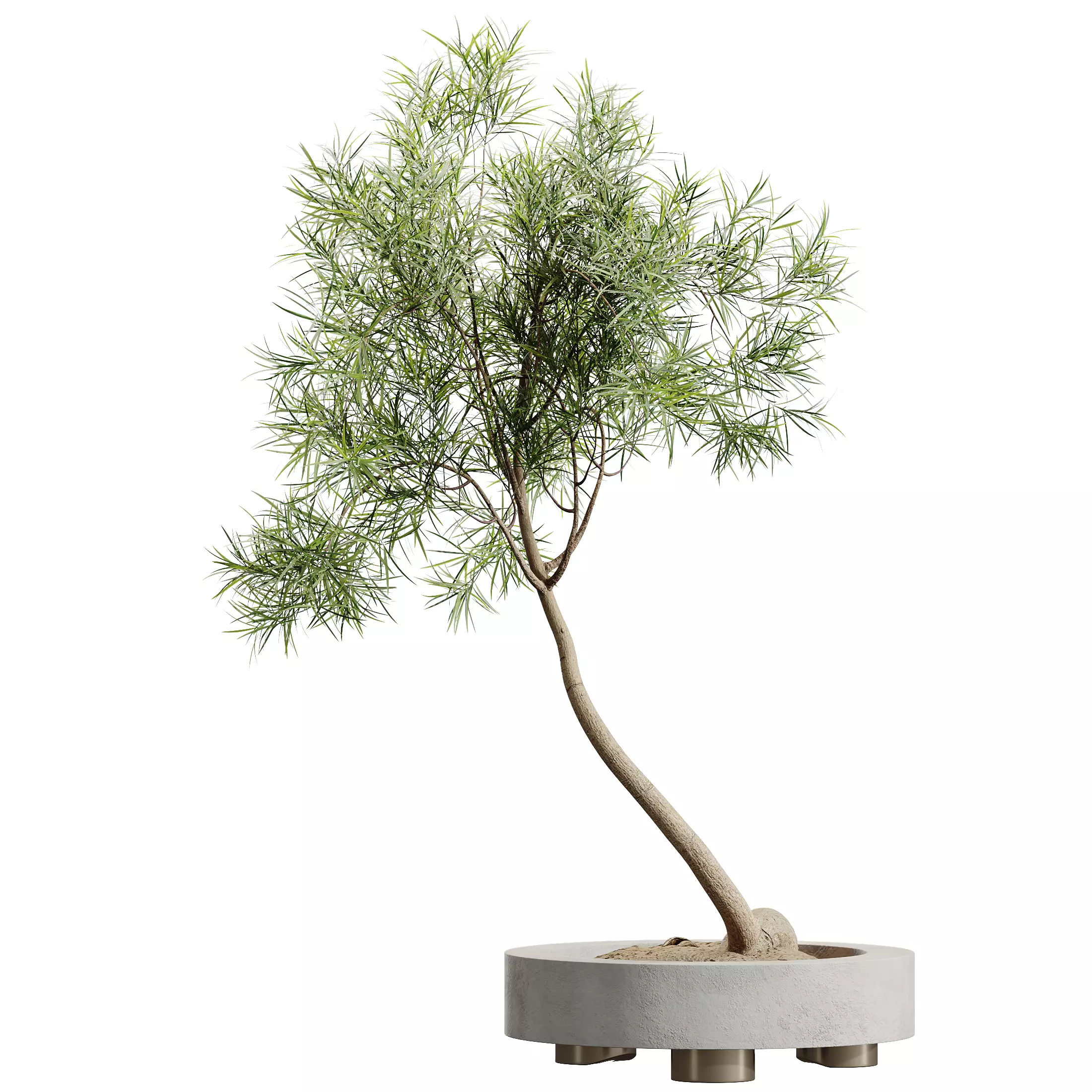 AV Indoor Plants Set 324 Japandi Minimalism Ficus Marginata 3D model_3