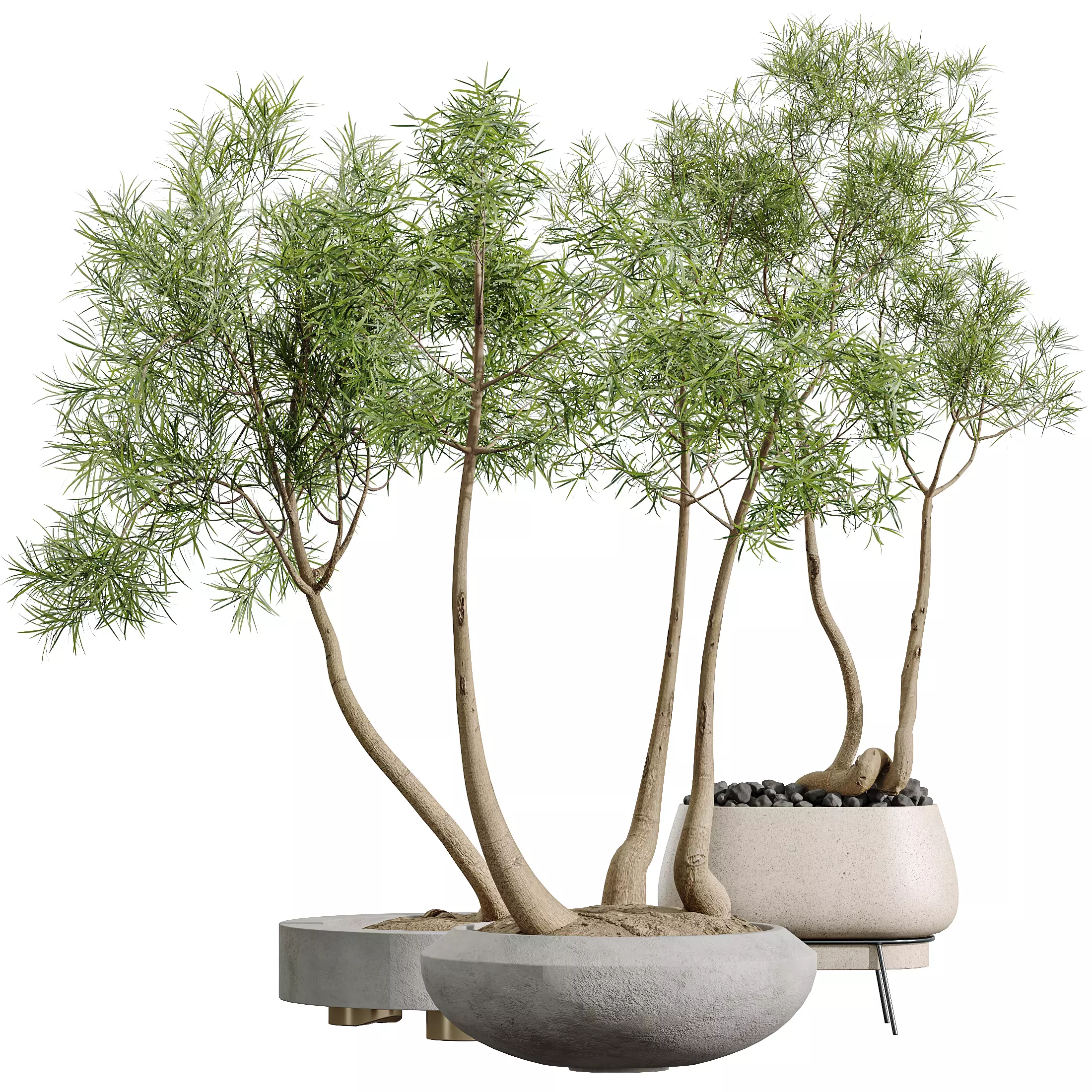 AV Indoor Plants Set 324 Japandi Minimalism Ficus Marginata 3D model_7