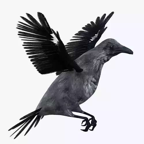 Raven bird rigged 3d model