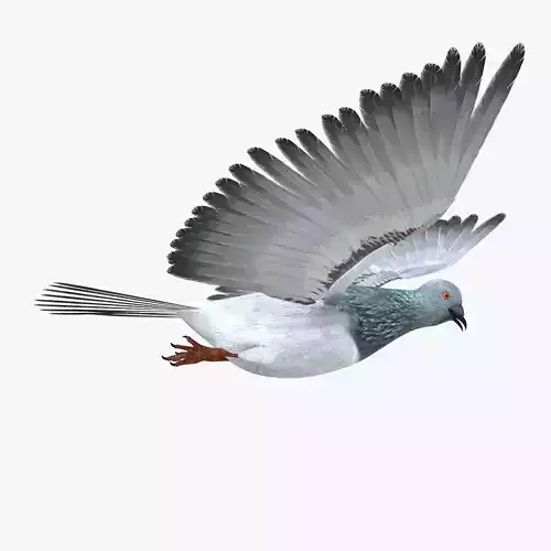 Pigeon Low-poly 3D model