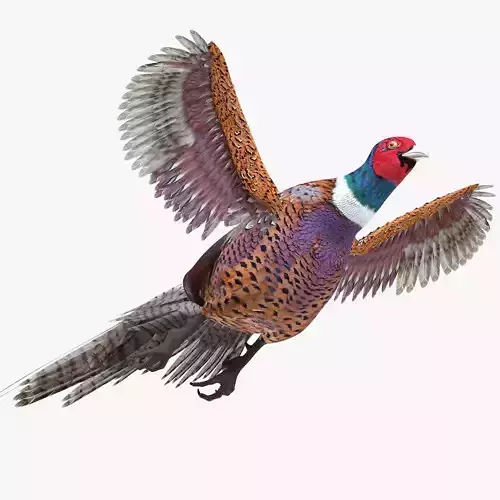 Pheasant bird rigged 3d model Low-poly 3D model