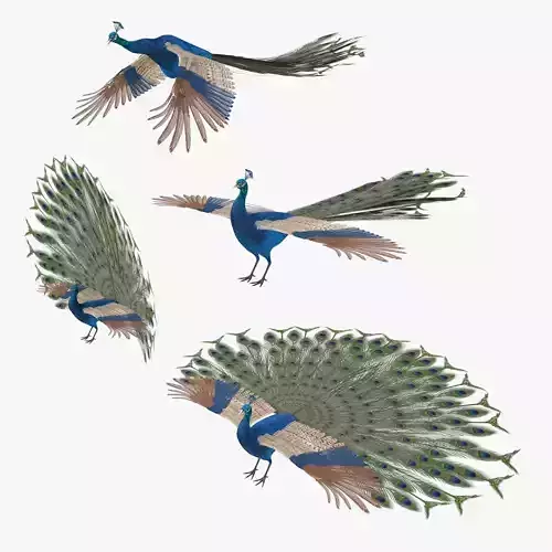 Peacock peafowl bird rigged 3d model Low-poly 3D model