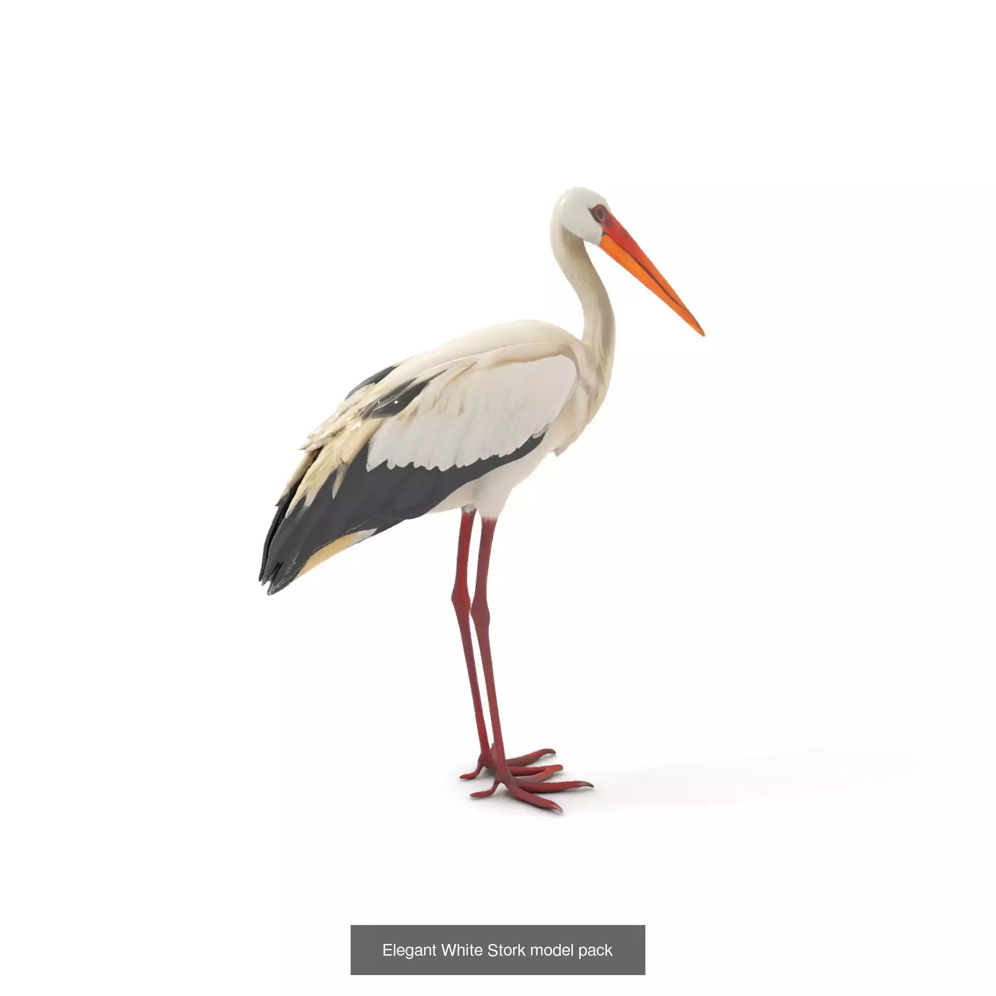 Avian Creations Pack 3D Model Collection_64